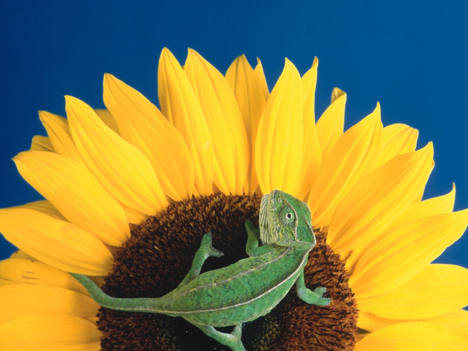 Laden Sie das Tiere, Pflanzen, Sonnenblumen, Chamäleons-Bild kostenlos auf Ihren PC-Desktop herunter