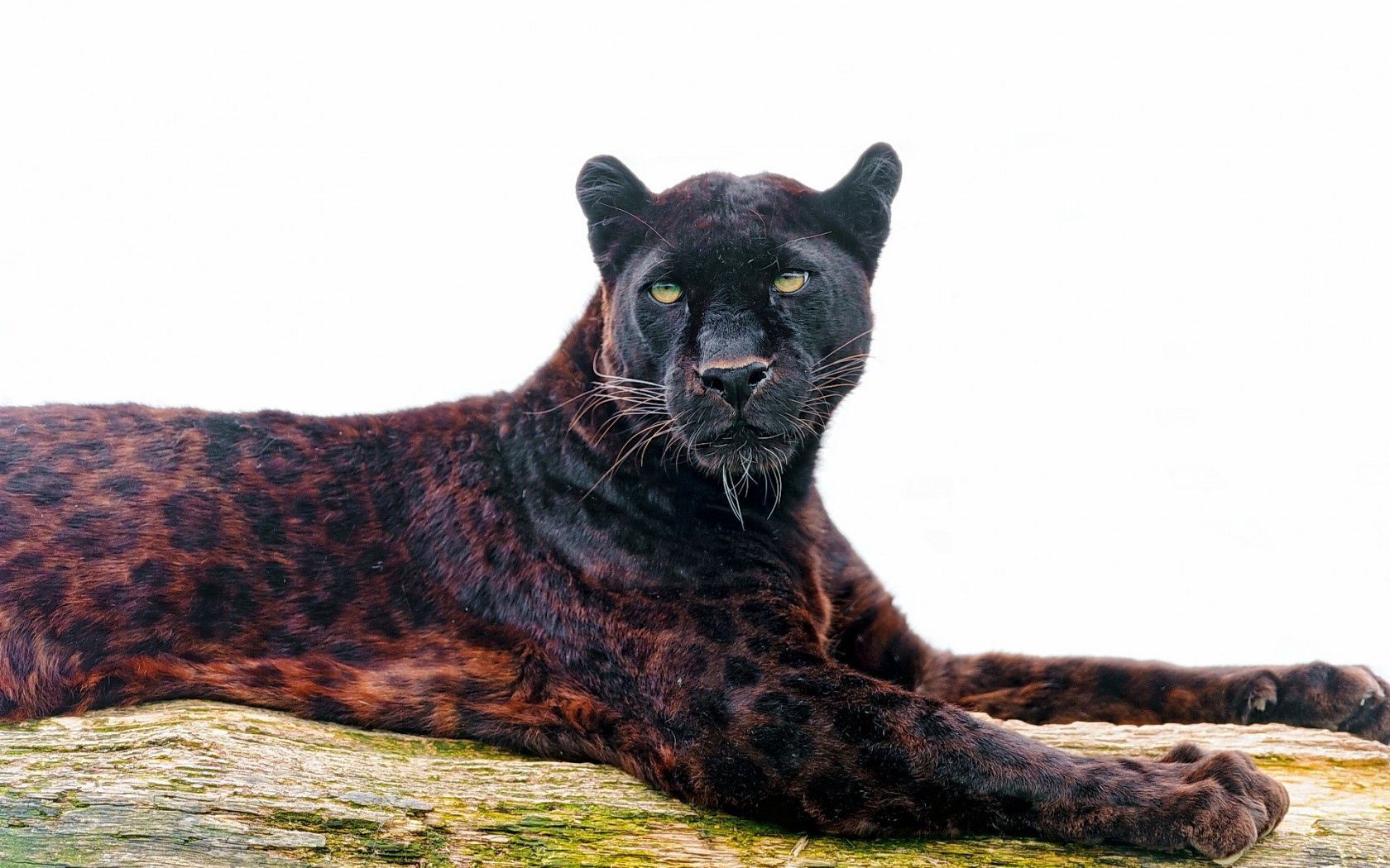 131109 Bildschirmschoner und Hintergrundbilder Panther auf Ihrem Telefon. Laden Sie raubtier, sicht, meinung, leopard Bilder kostenlos herunter