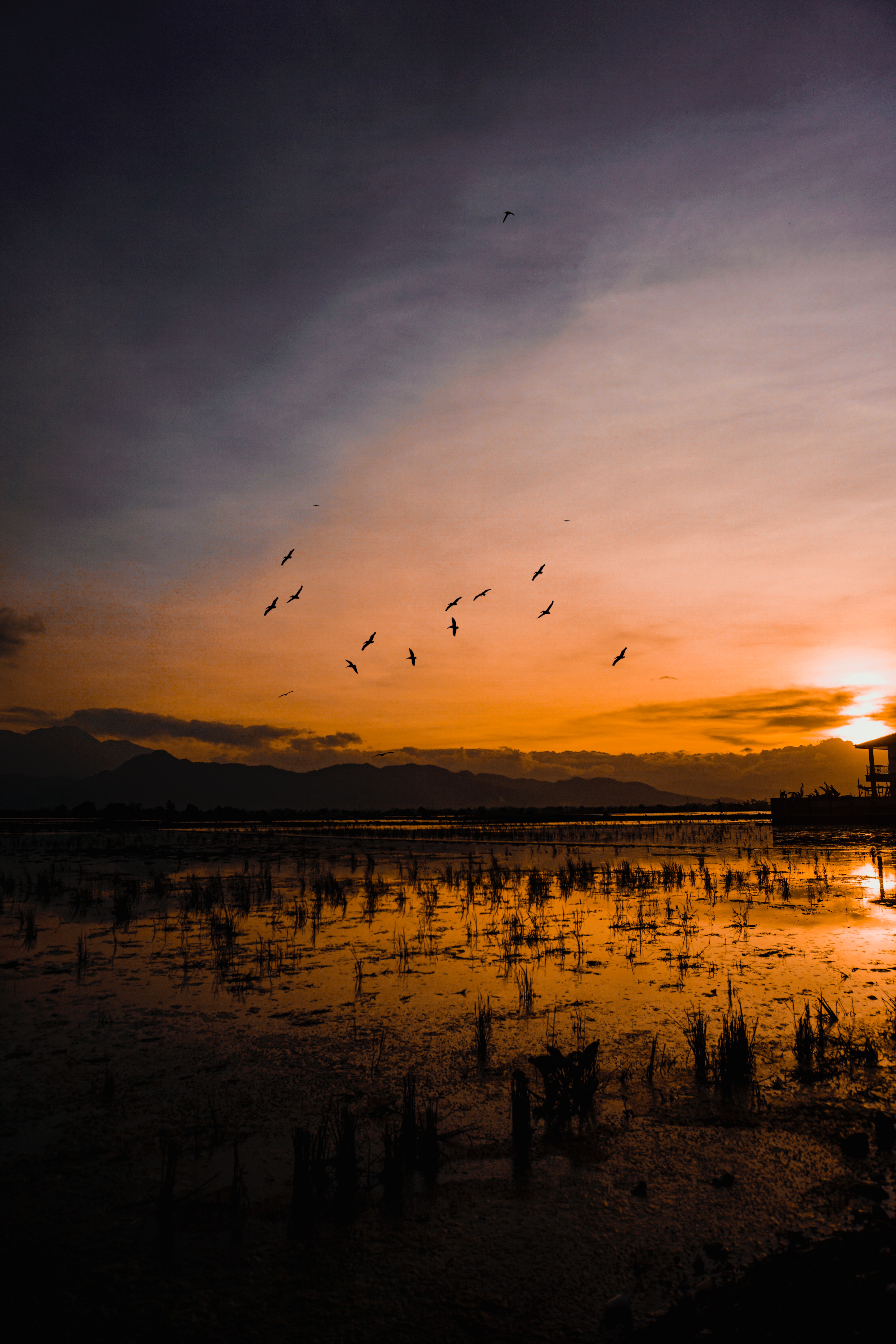 indonesia, horizon, silhouettes, nature, sunset, water, birds