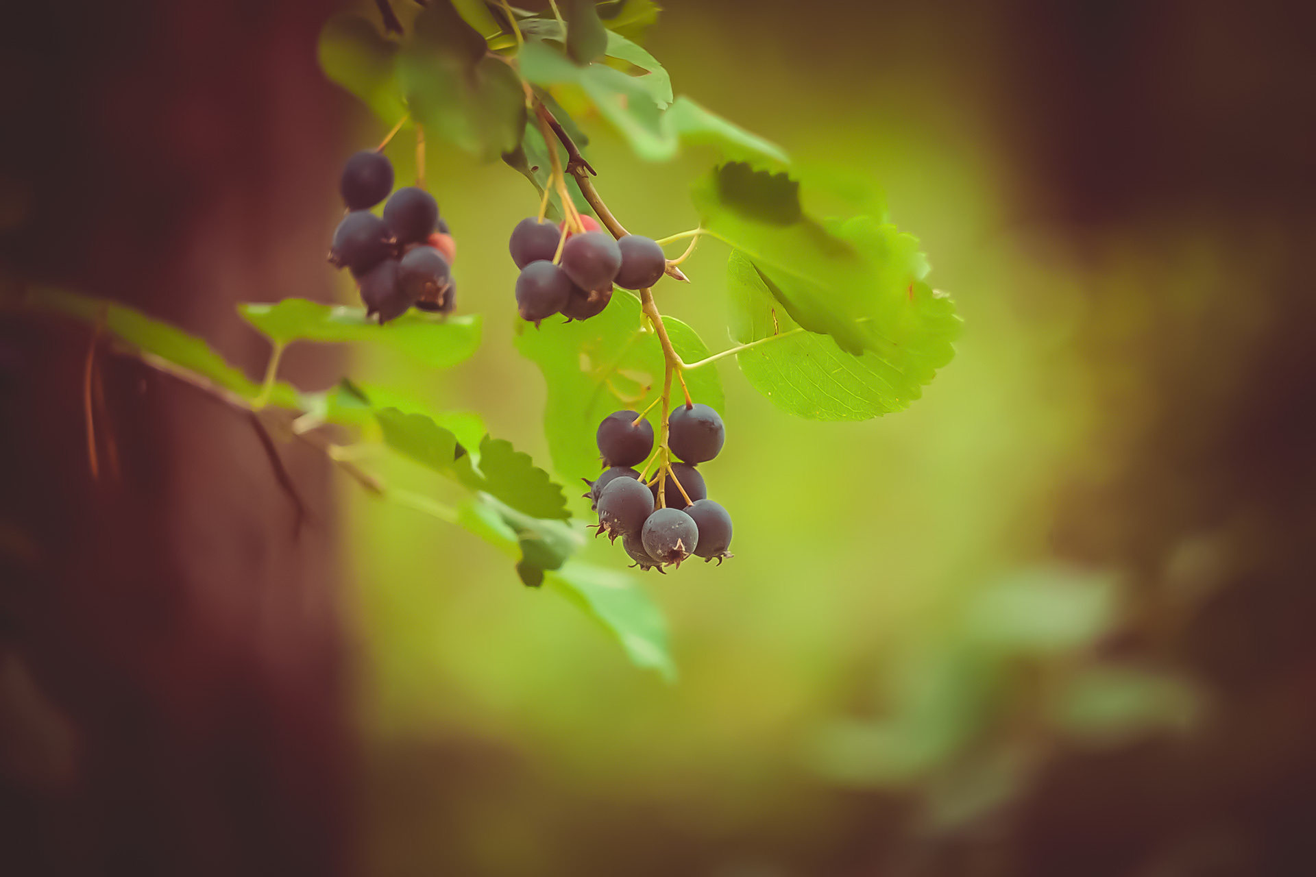 156966 download wallpaper leaves, macro, branch, berry, irga, juneberry screensavers and pictures for free
