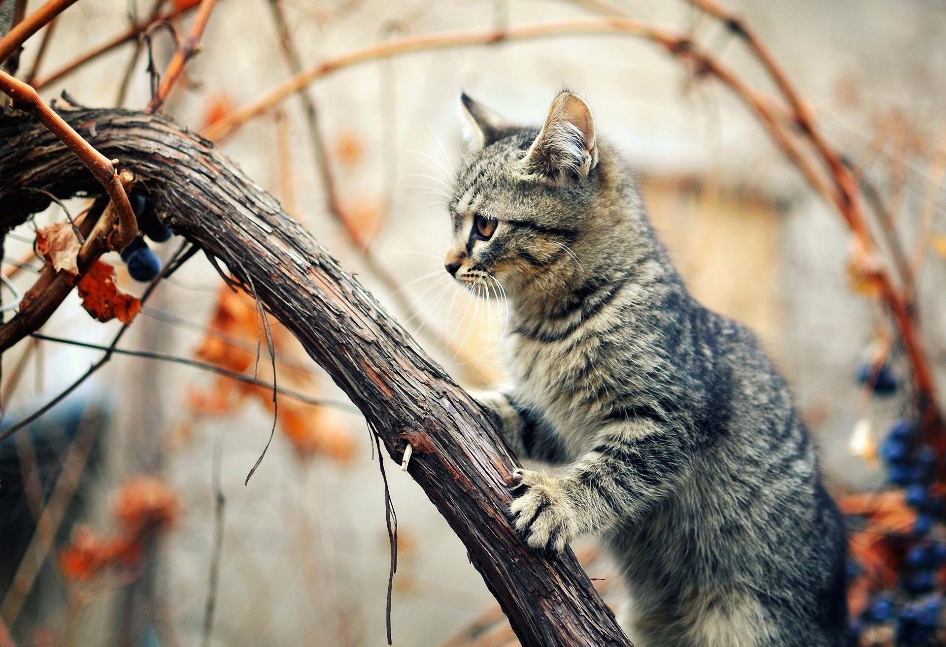 animals, wood, kitty, kitten, tree, wet, branches, climb, humid for android