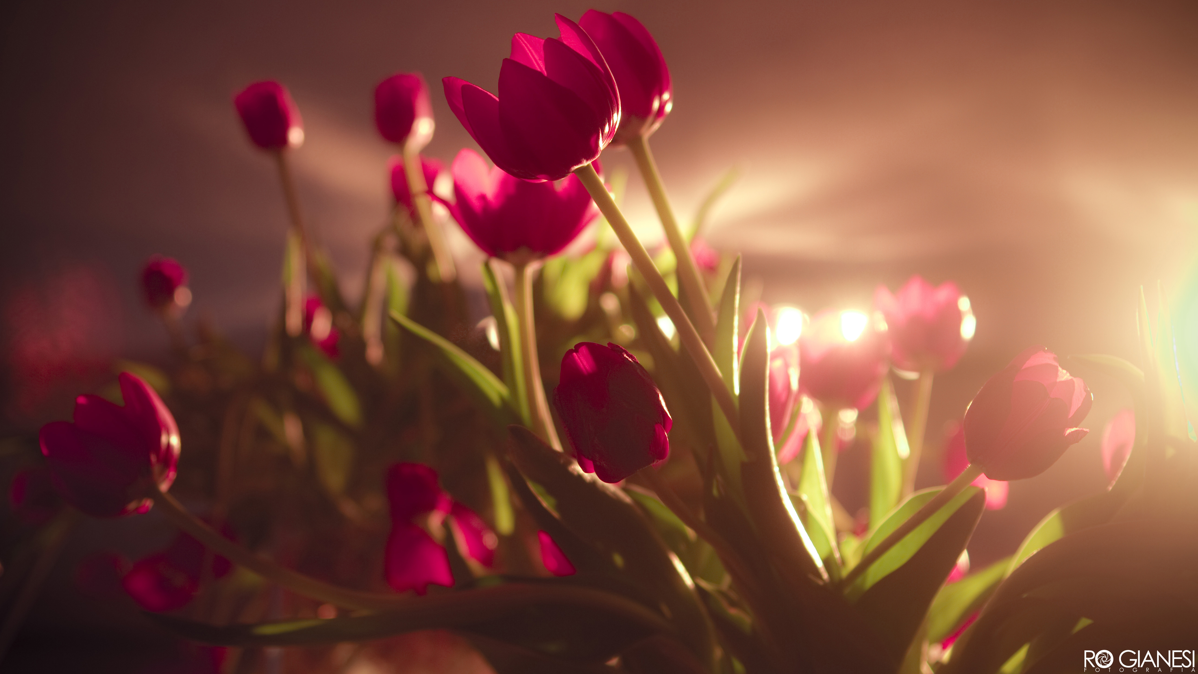 flowers, light, earth, tulip, flower High Definition image