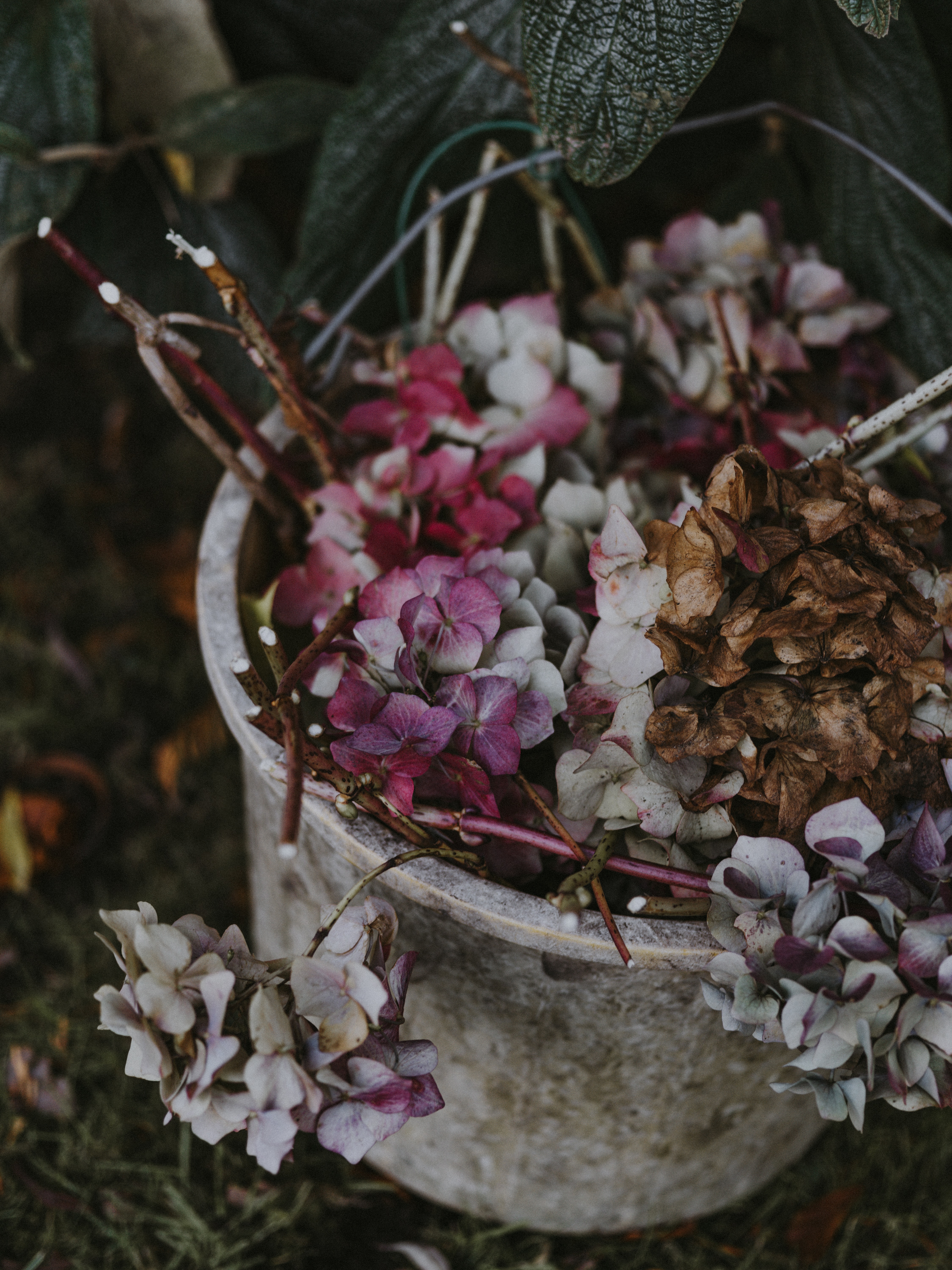 flowers, purple, bucket, hydrangea download for free