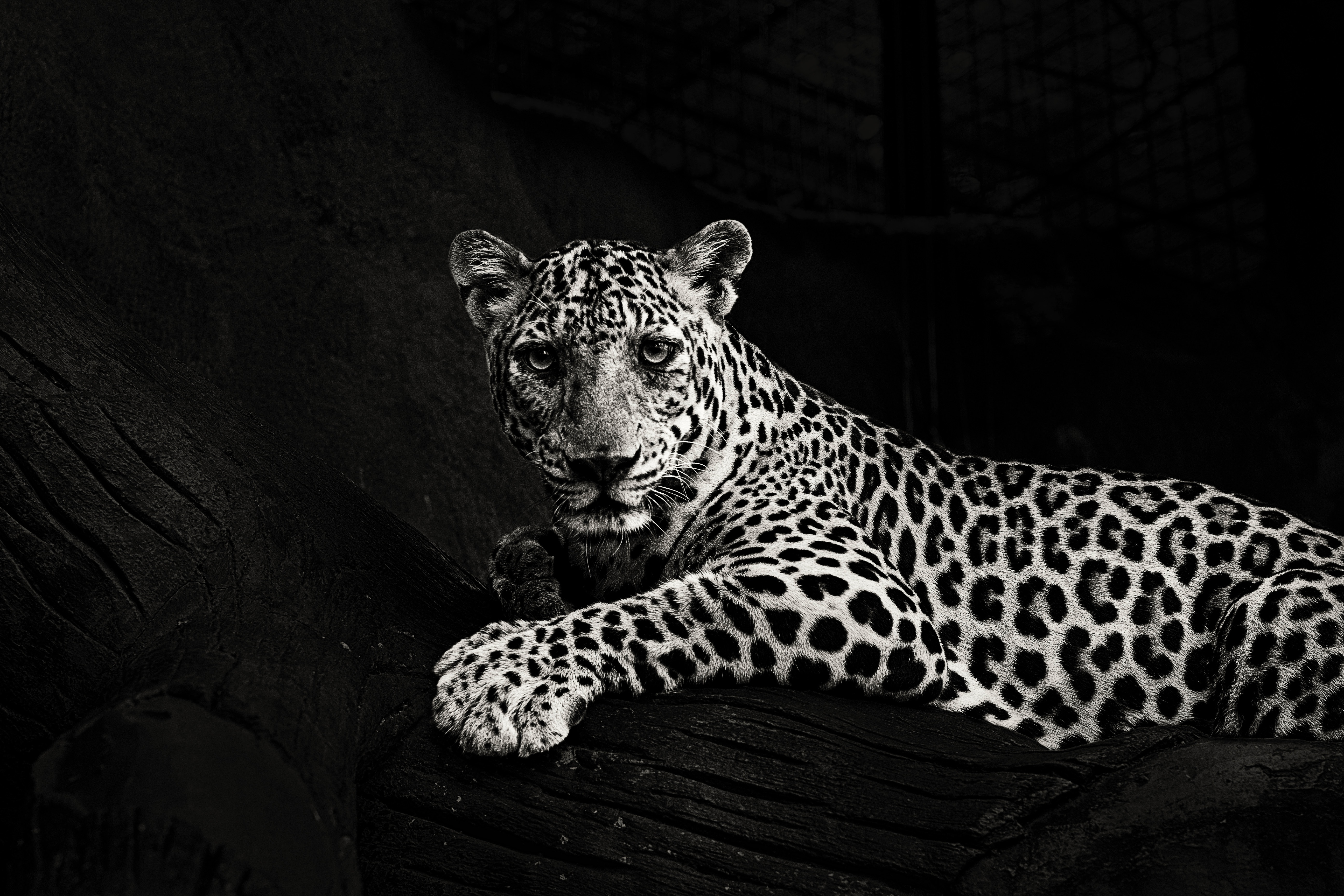 53051 Bild herunterladen tiere, jaguar, raubtier, predator, große katze, big cat, sicht, meinung, bw, chb - Hintergrundbilder und Bildschirmschoner kostenlos