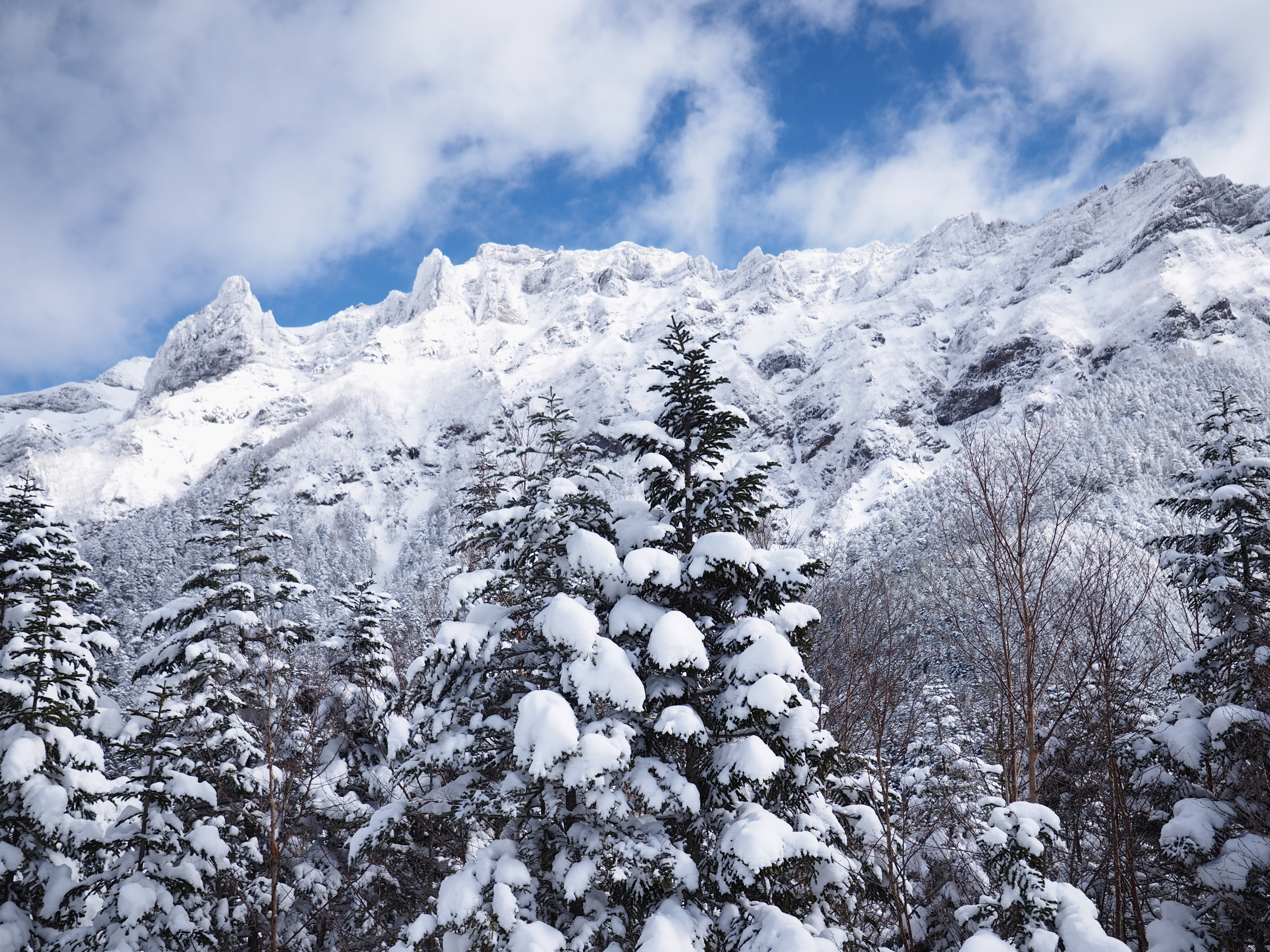 57963 Заставки и Обои Деревья на телефон. Скачать снег, пейзаж, природа, зима картинки бесплатно
