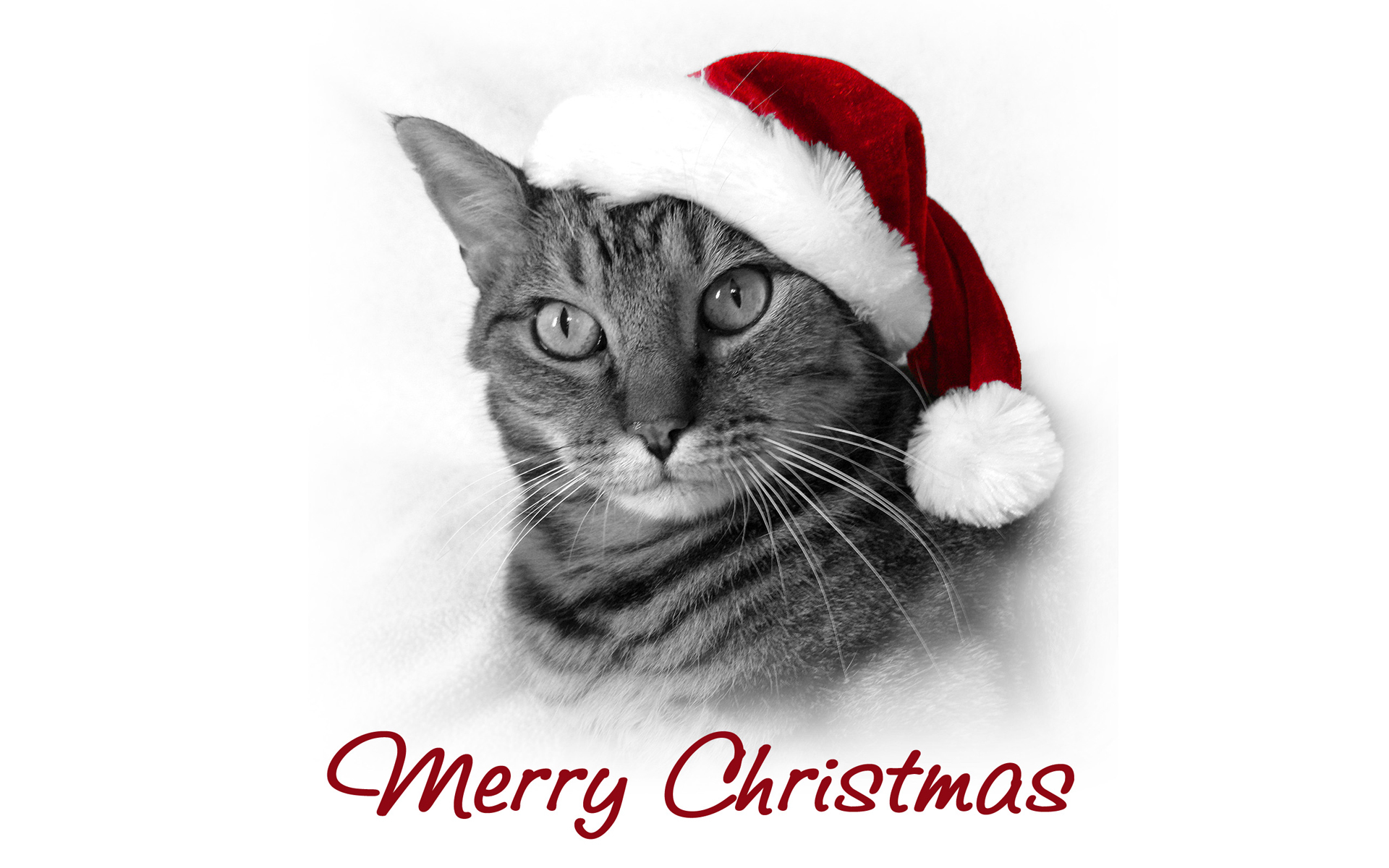 13908 Hintergrundbild herunterladen feiertage, tiere, katzen, neujahr, weihnachten, grau - Bildschirmschoner und Bilder kostenlos