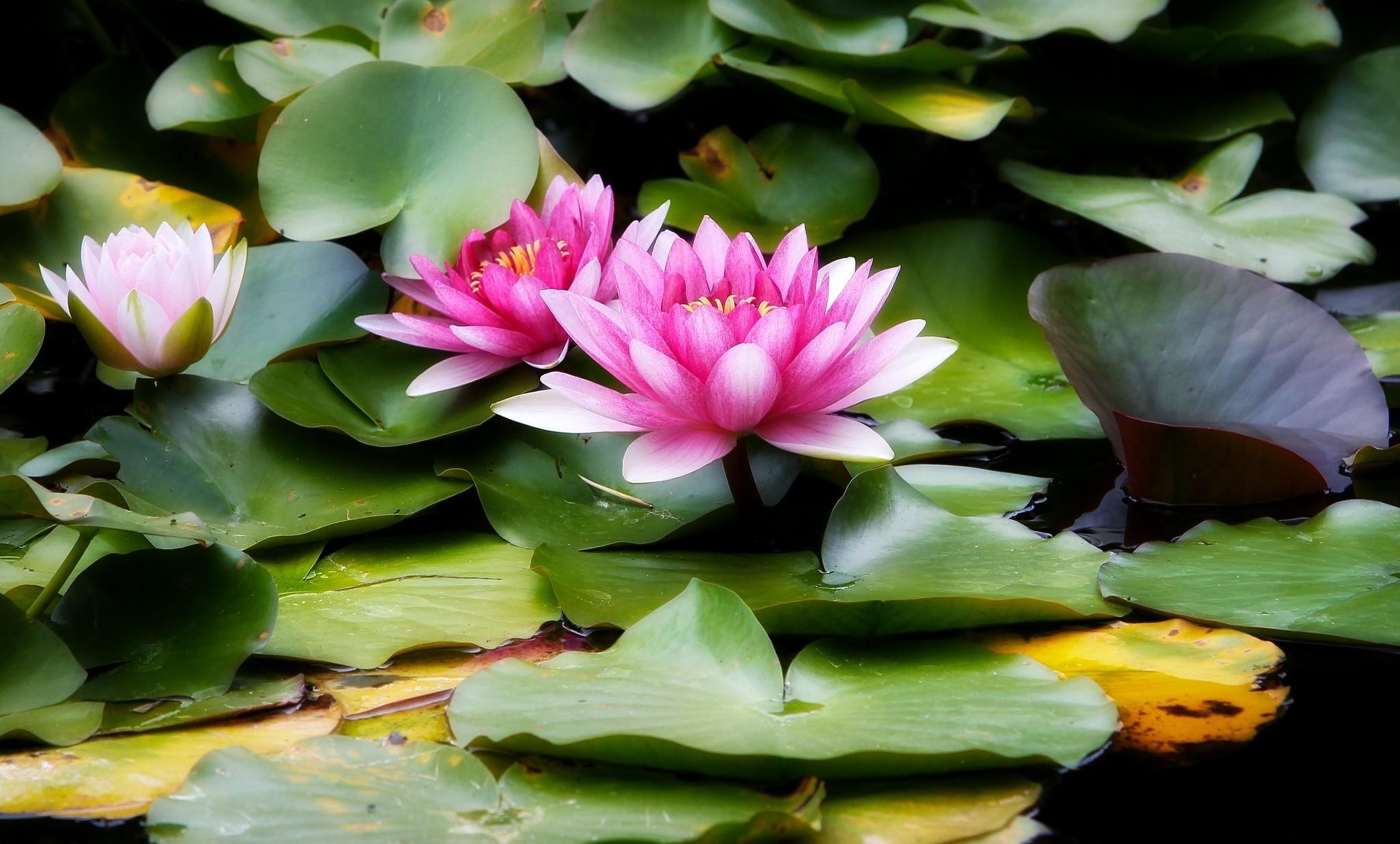 water, leaves, water lilies, flowers Square Wallpapers