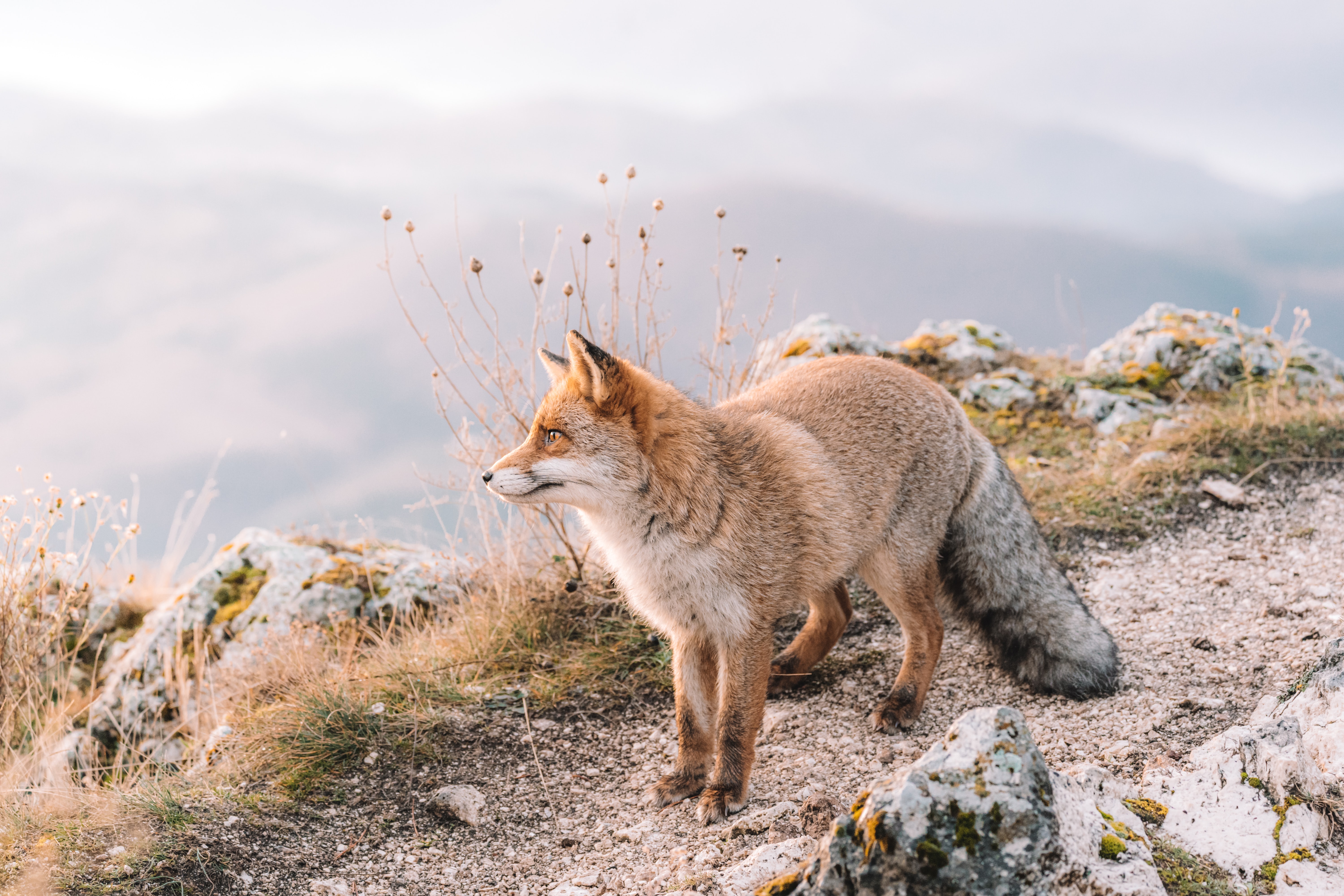 Wildlife sight, animals, fox, animal 8k Backgrounds