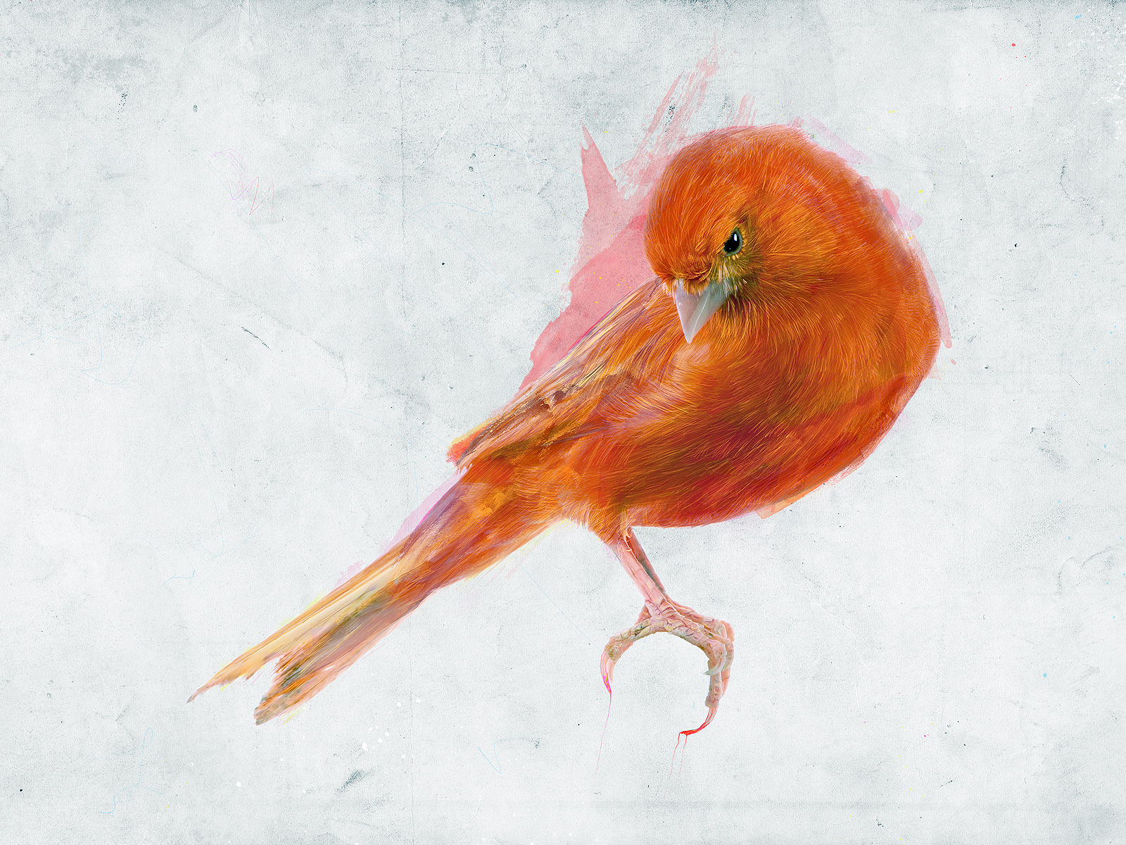 Рыжая птица