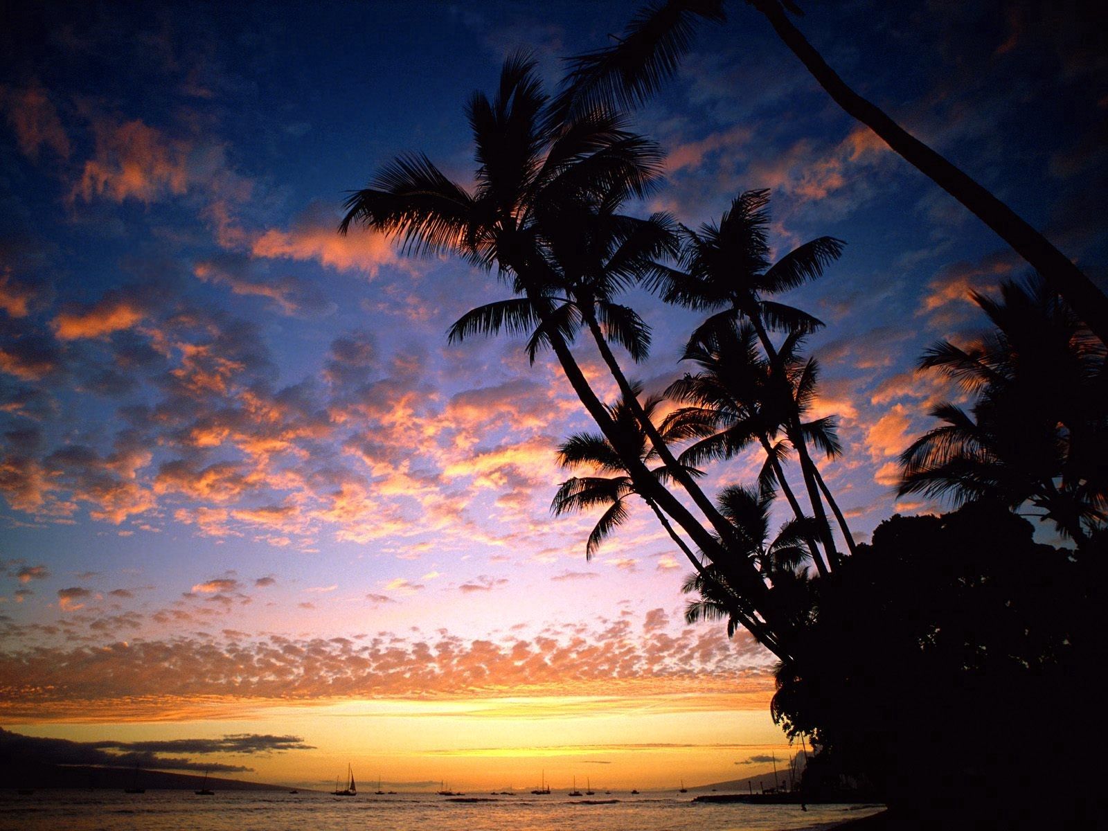 bank, nature, sky, ships, sea, palms, shore, silhouettes, outlines, evening, hawaii
