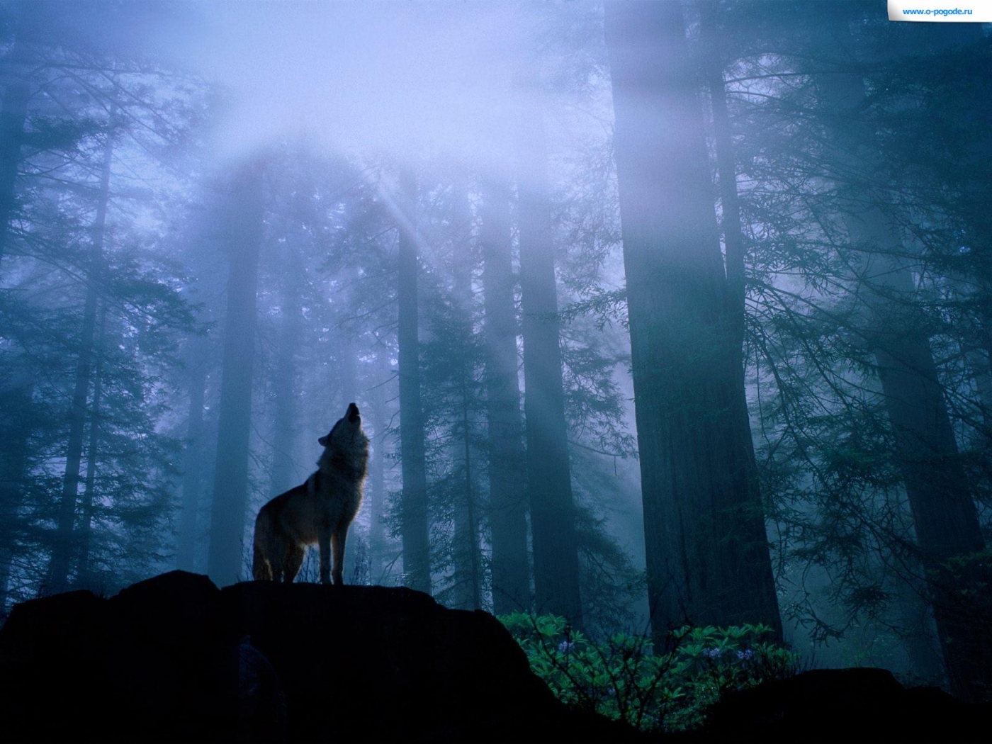 36213 descargar fondo de pantalla lobos, animales, azul: protectores de pantalla e imágenes gratis