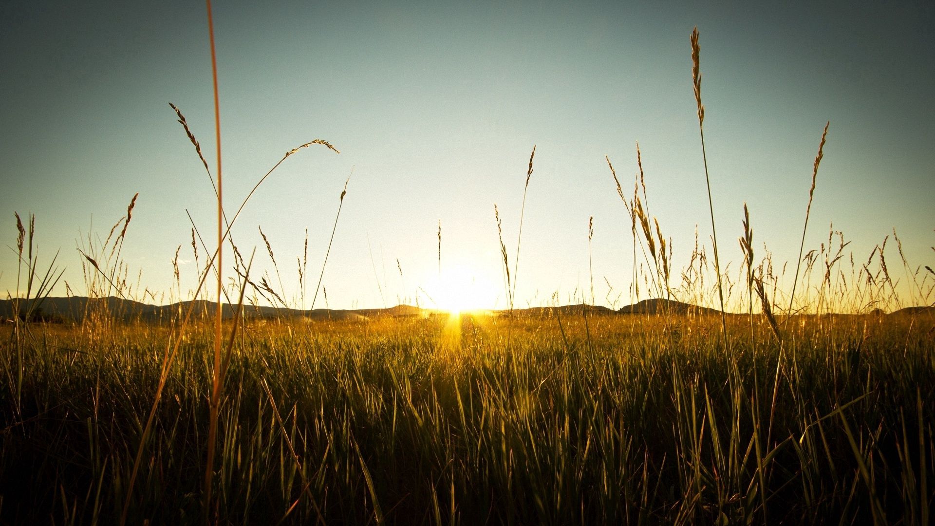 Laden Sie das Natur, Sunset, Feld, Roggen-Bild kostenlos auf Ihren PC-Desktop herunter