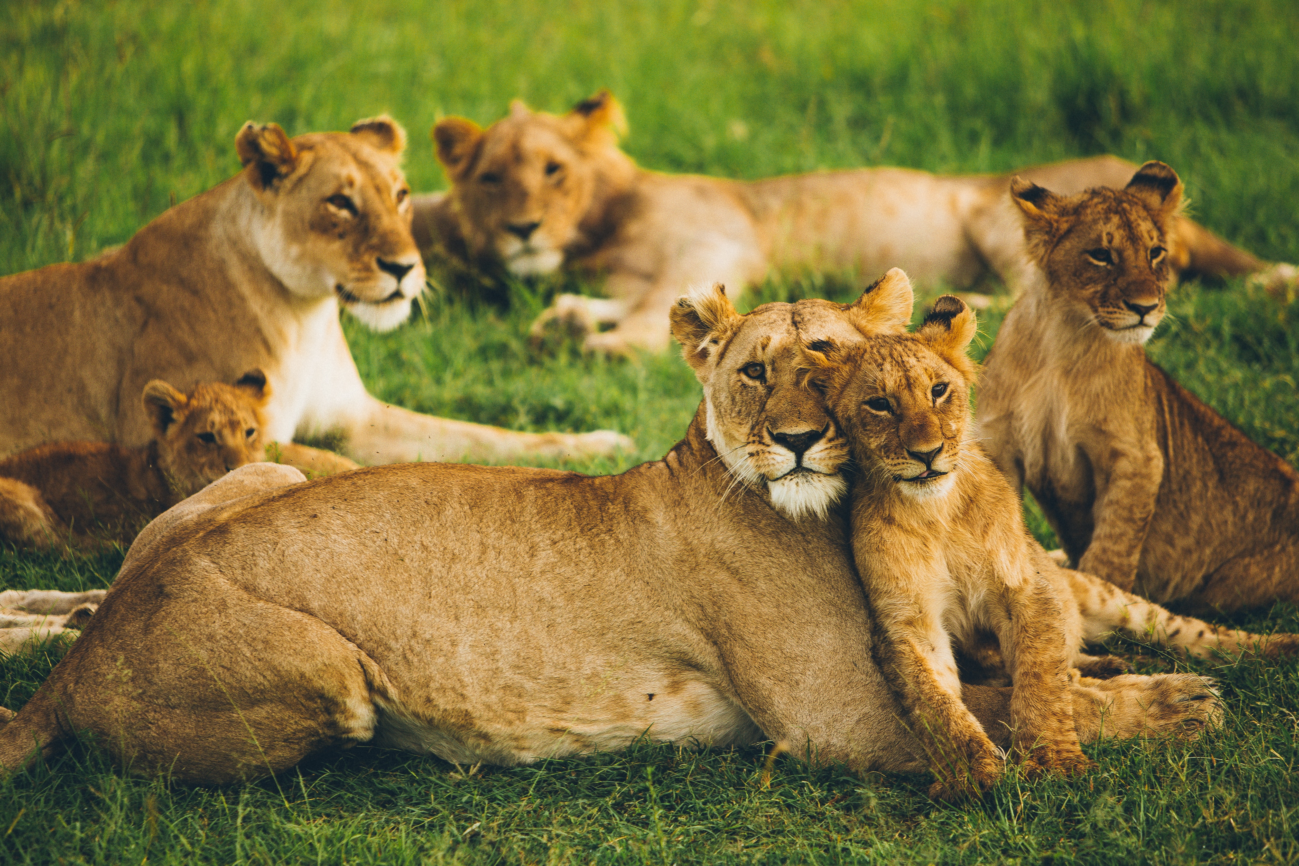 lioness, animals, predators, lion, wildlife, family, flock, lion cub, big cats