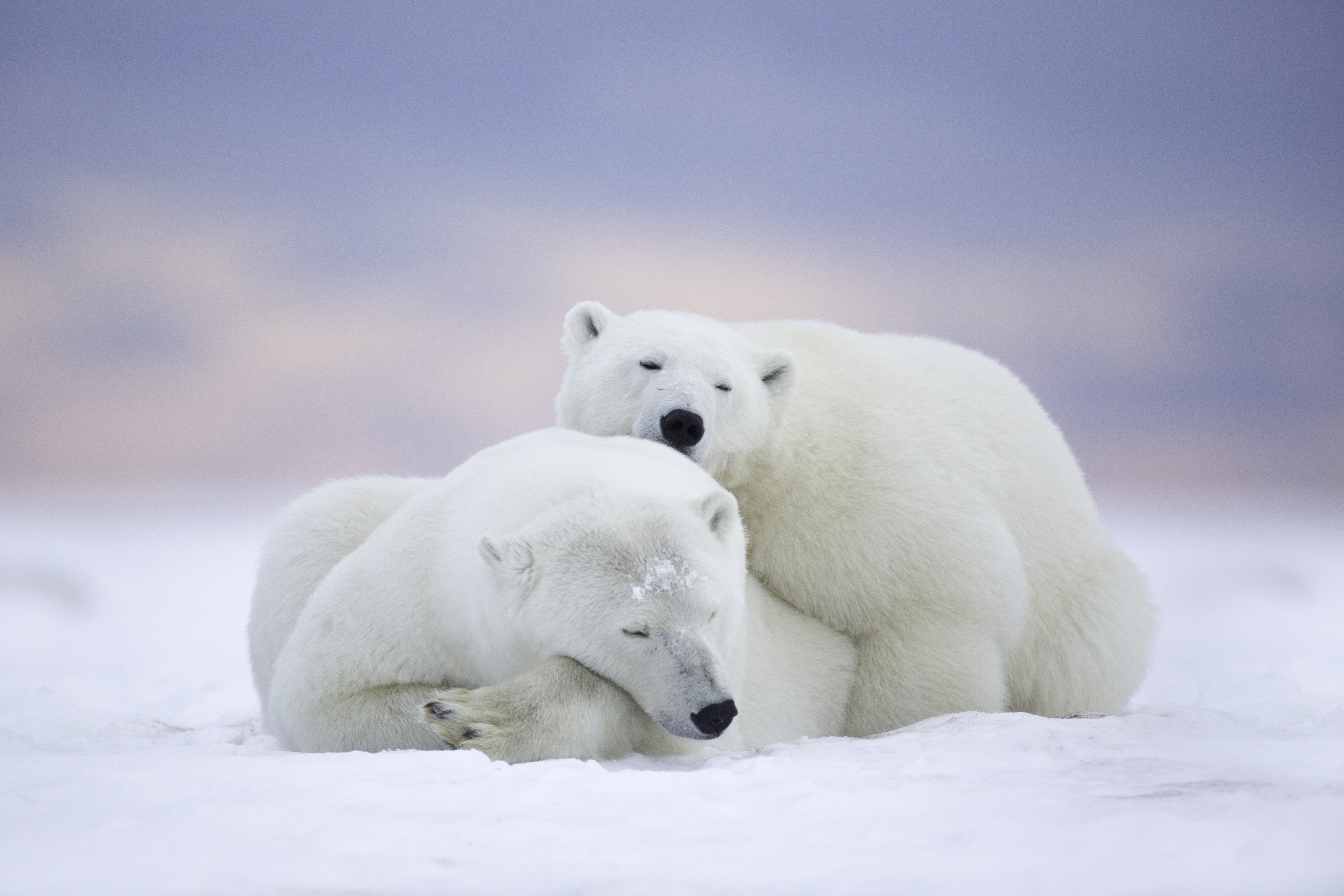 374957 обои 720x1520 на телефон бесплатно, скачать картинки полярный медведь, медведь, животные, медведи 720x1520 на мобильный