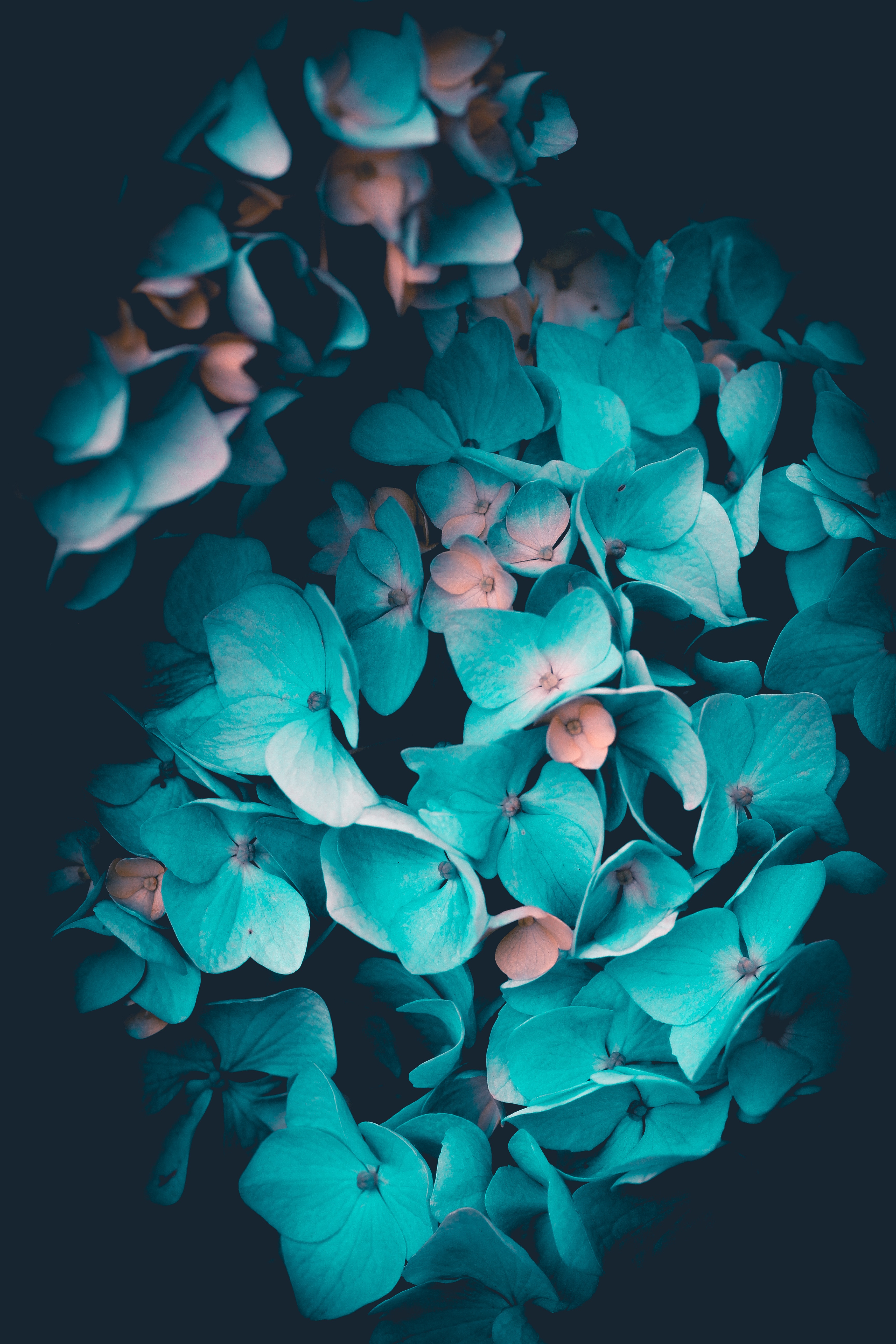 Mobile Wallpaper: Free HD Download [HQ] blue, hydrangea, inflorescences, petals