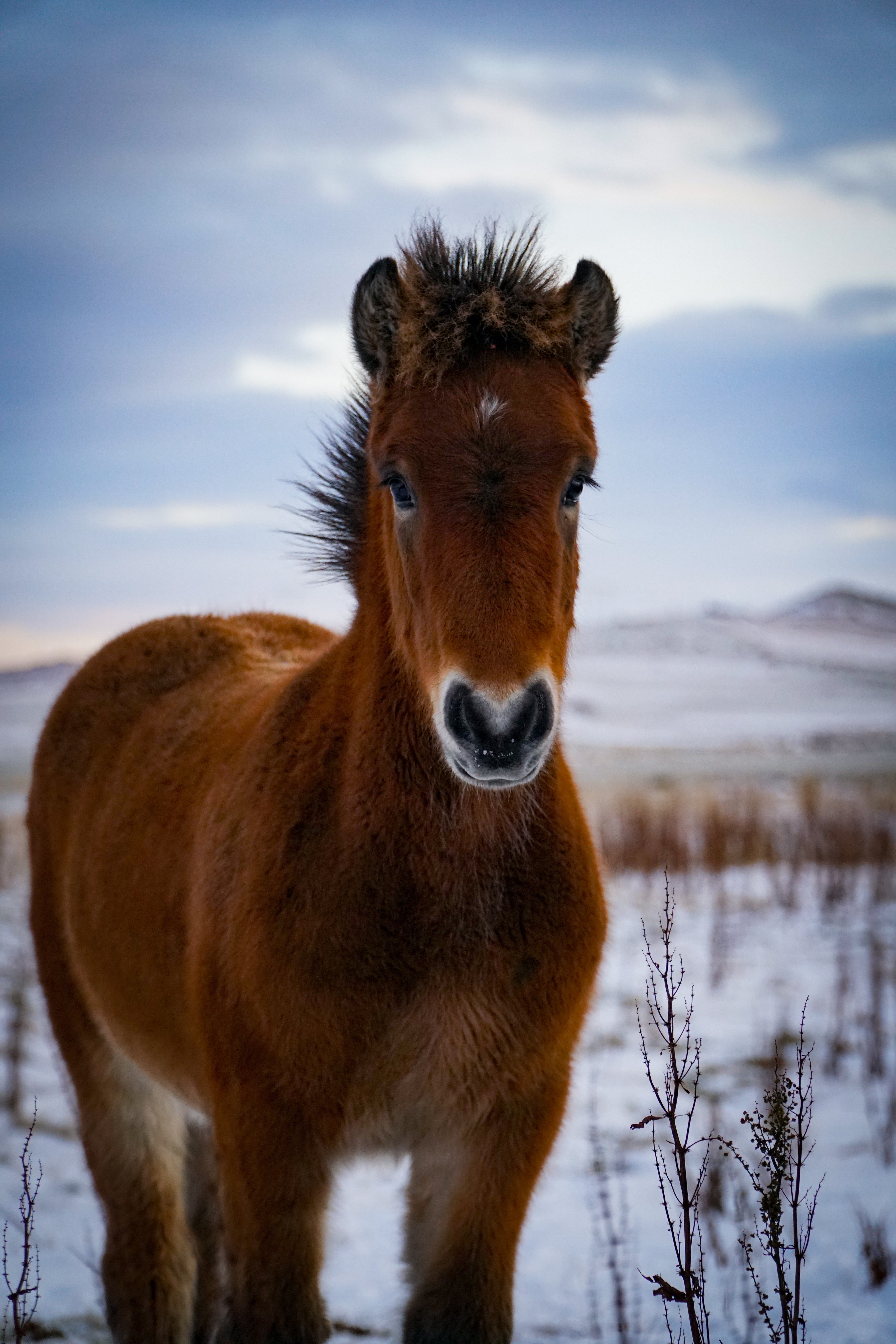 106155 Hintergrundbild herunterladen pferd, tiere, braun, tier, pony - Bildschirmschoner und Bilder kostenlos