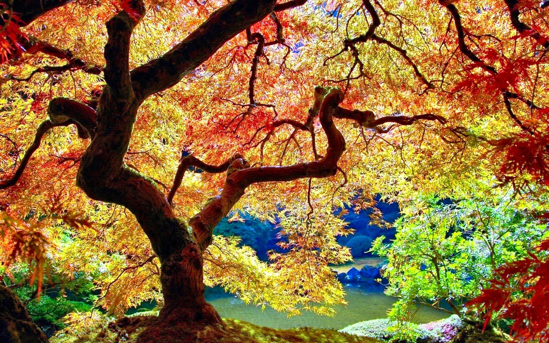 nature, trees, colorful, japan, fall, garden, earth, tree, park Aesthetic wallpaper