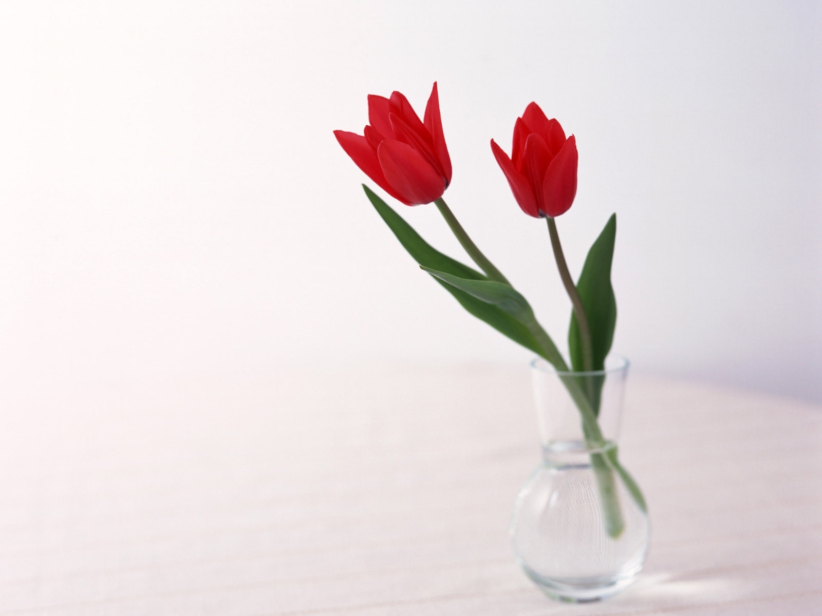 UHD wallpaper white, tulips, flowers