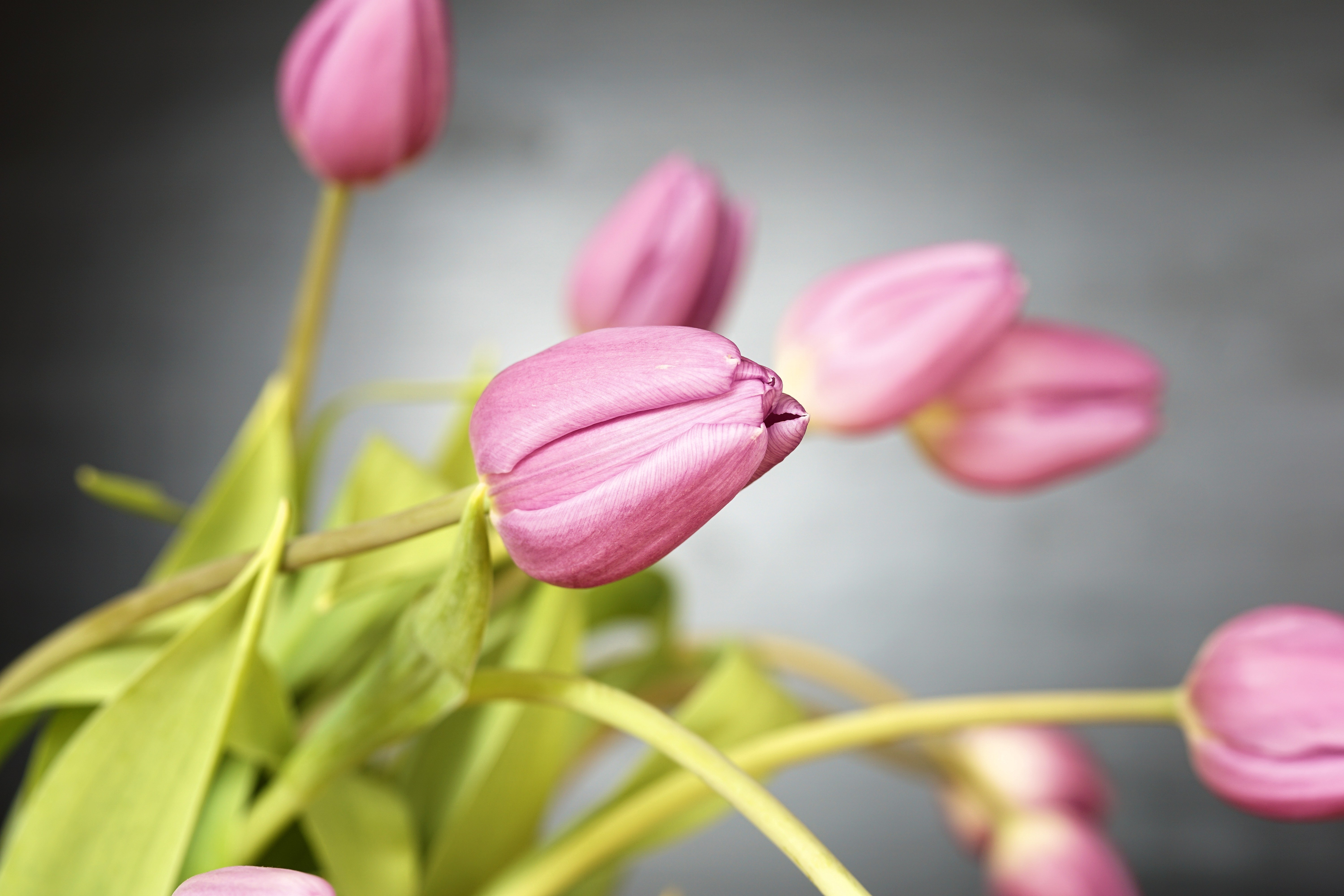 Mobile HD Wallpaper Bud flowers, tulips