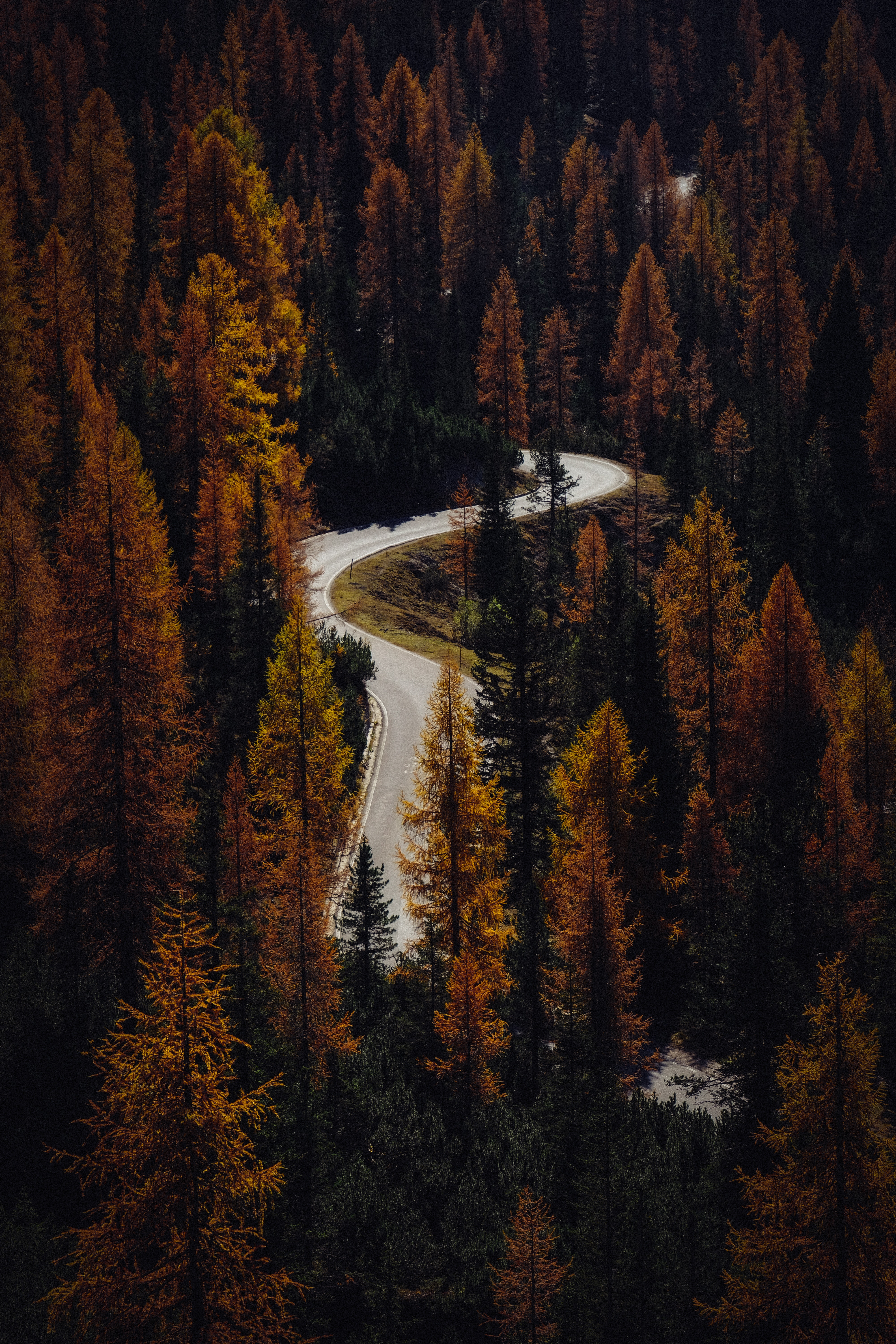 autumn, nature, trees, view from above, road, forest QHD