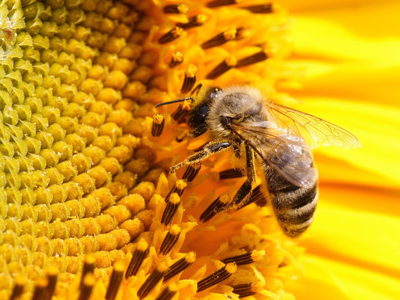 Handy-Wallpaper Insekten, Bienen kostenlos herunterladen.