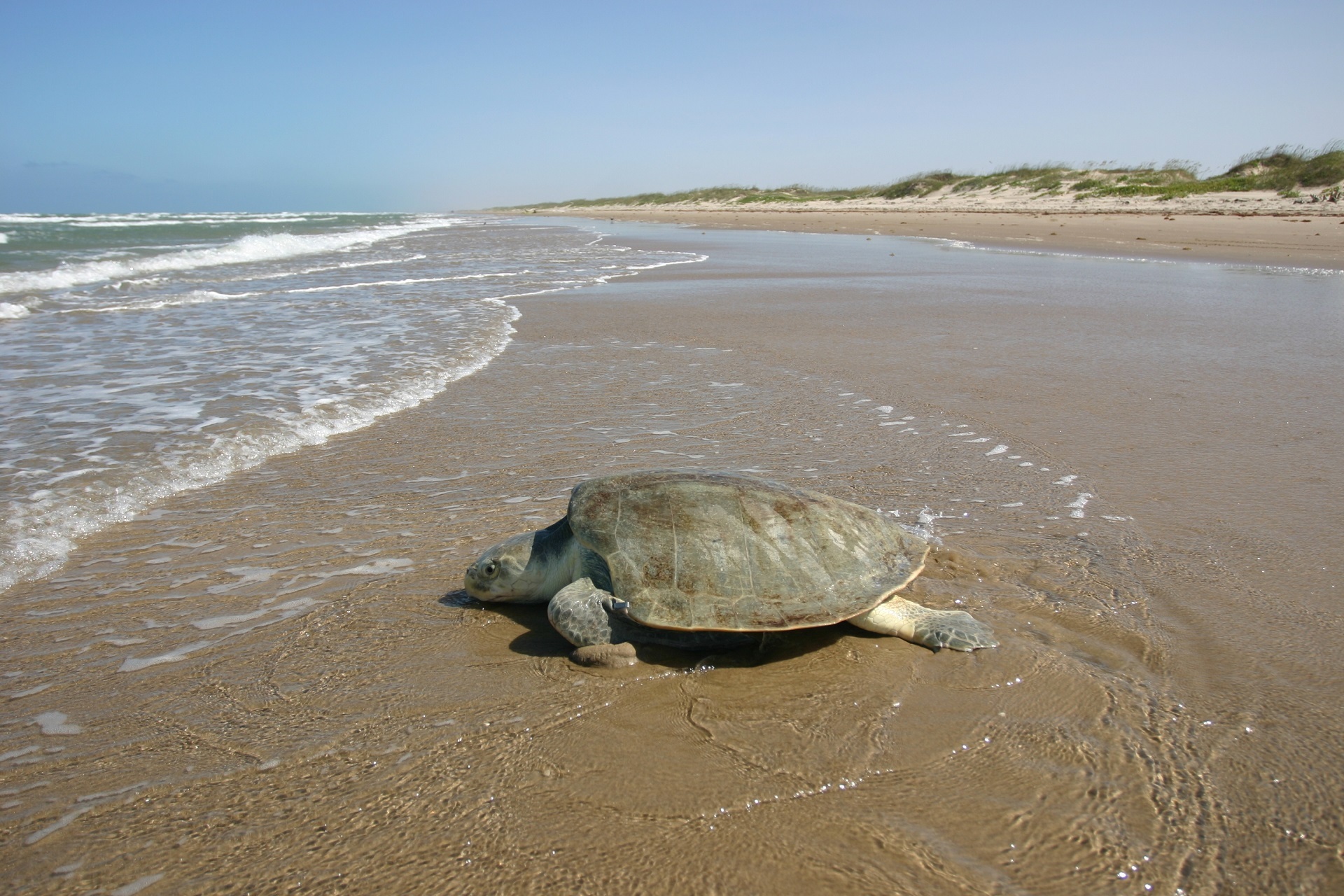 turtles, nature, beach, sea, sand, animal, sea turtle, ocean, shore 1080p
