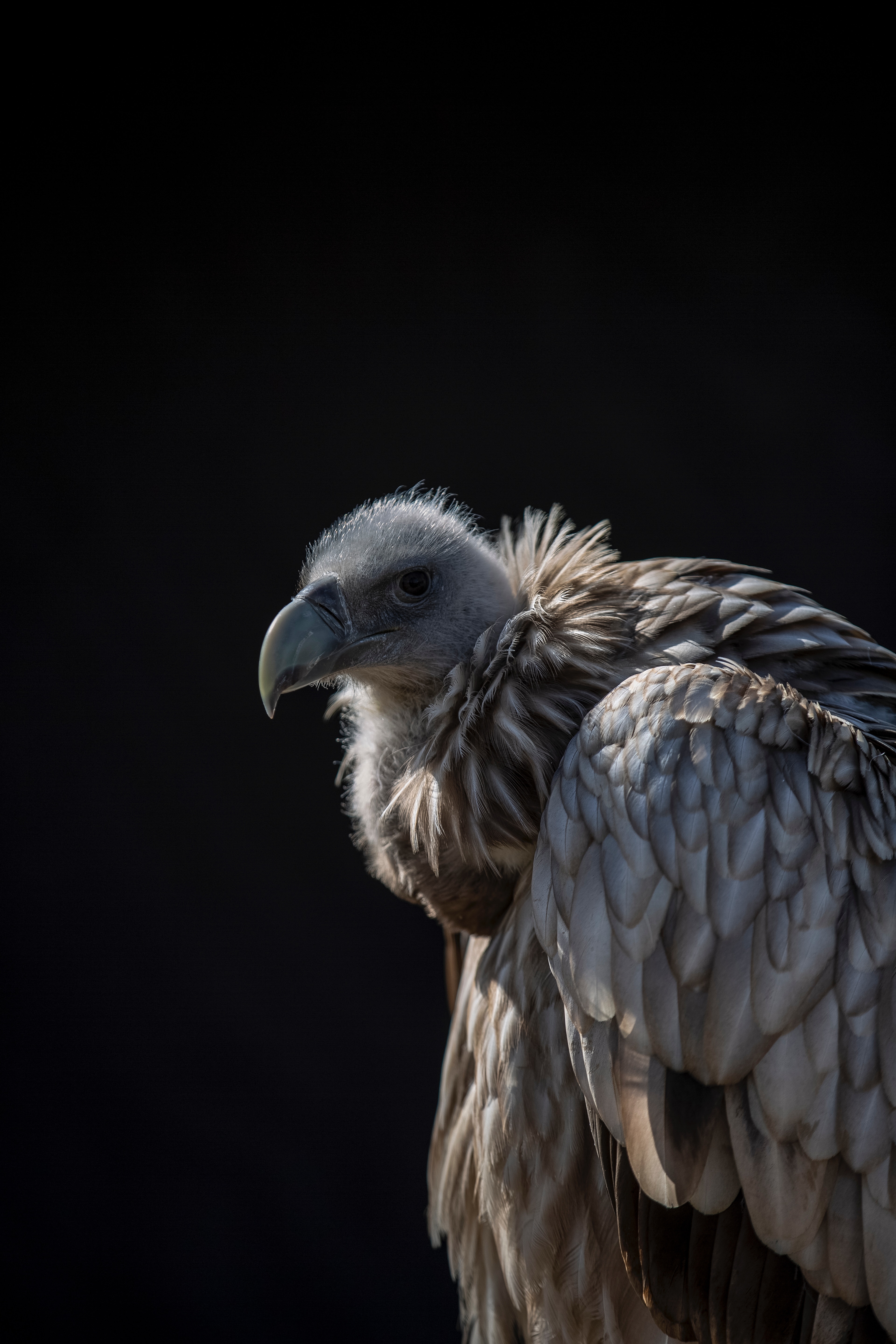 Widescreen image bird, predator, animals