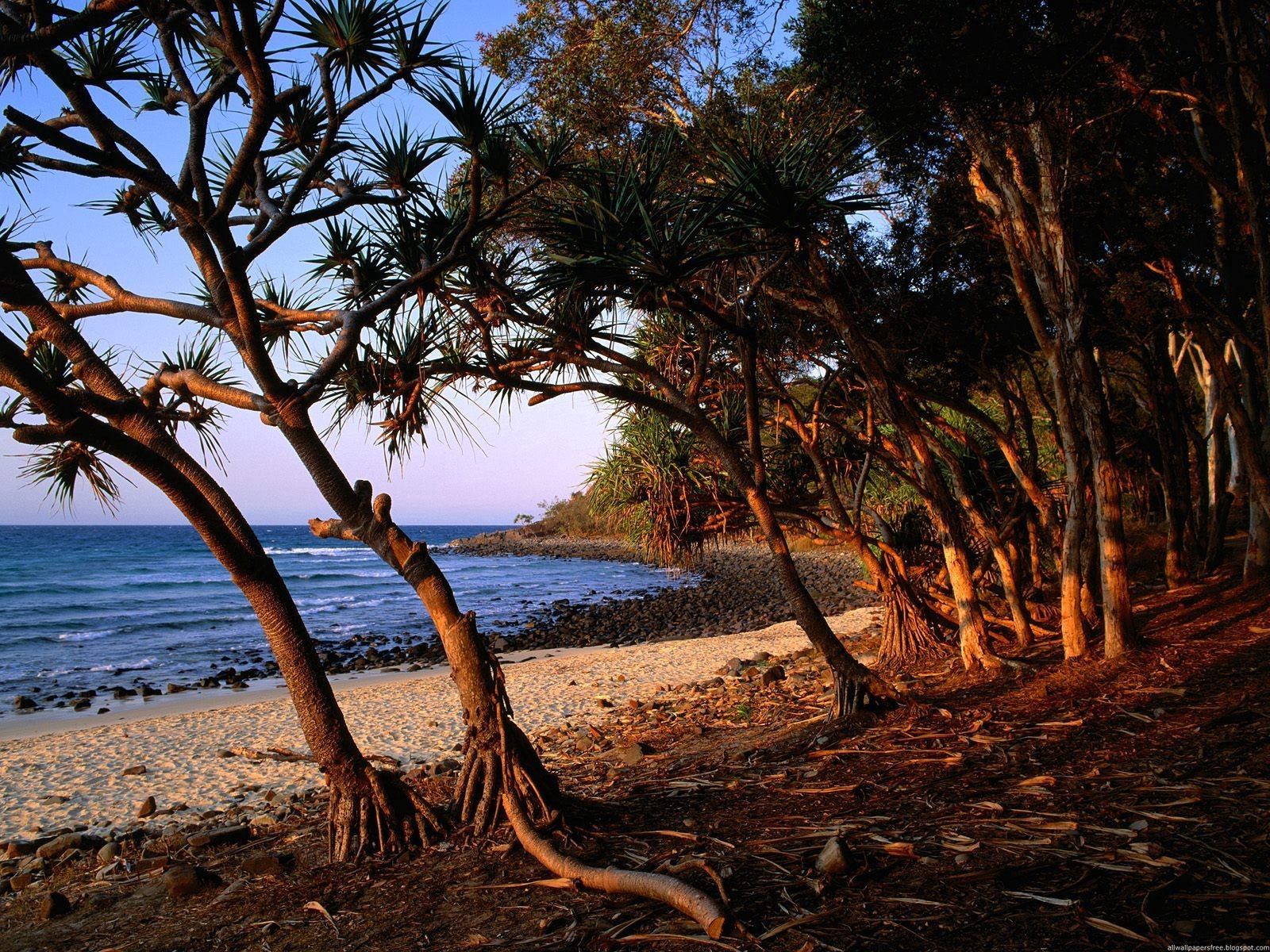 70538 Hintergrundbild herunterladen natur, bäume, sand, ufer, bank, wurzeln, australien - Bildschirmschoner und Bilder kostenlos