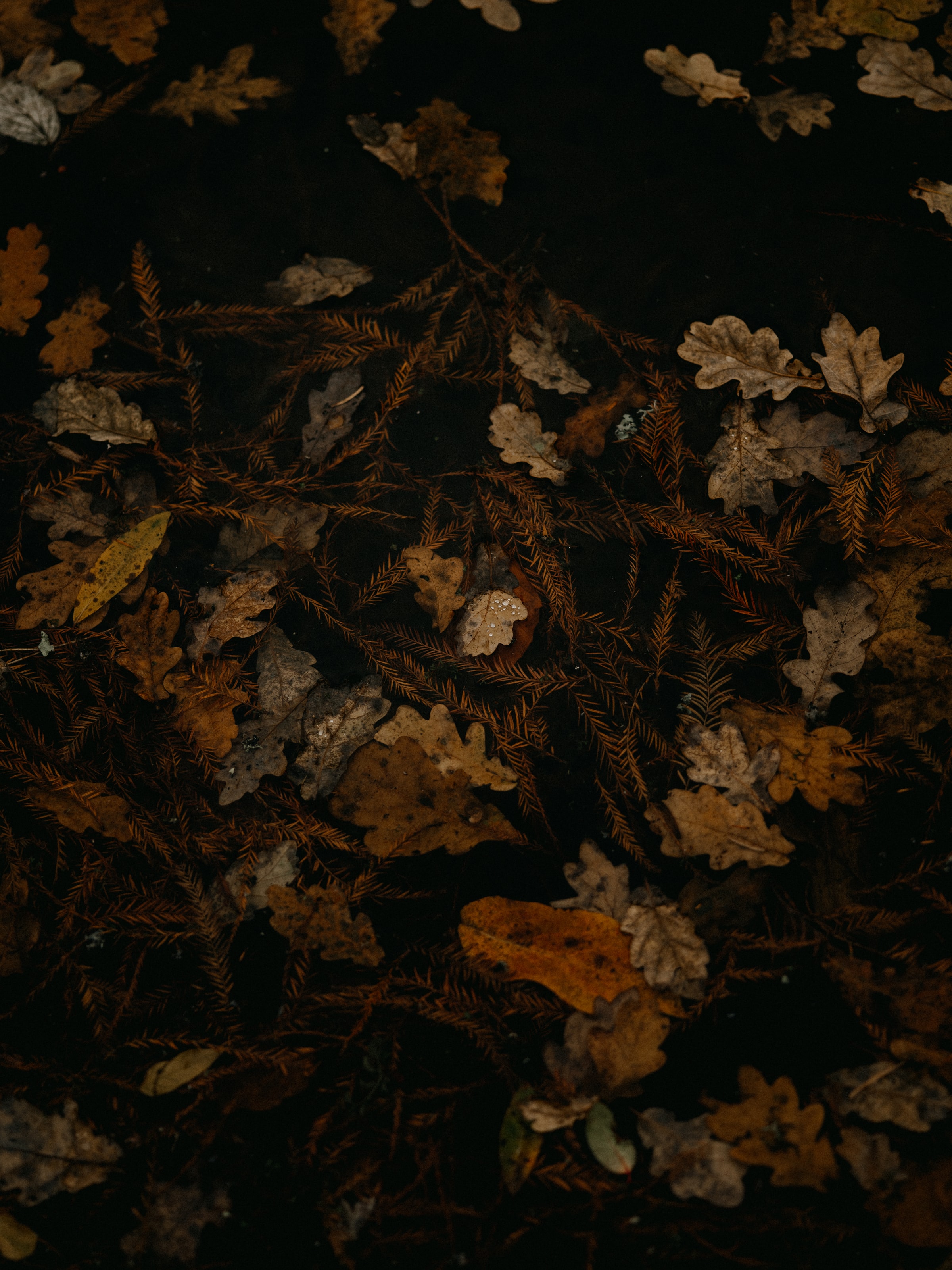 android macro, autumn, leaves, brown, dry, fallen leaves, fallen foliage