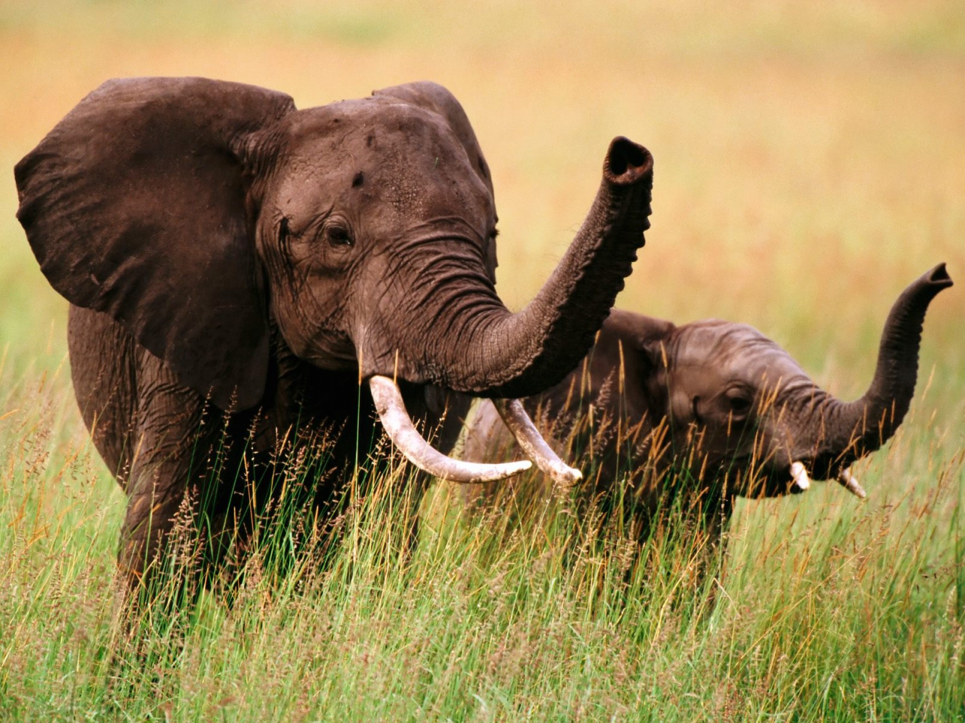 82126 Bildschirmschoner und Hintergrundbilder Elephants auf Ihrem Telefon. Laden Sie grass, tiere, paar, spaziergang Bilder kostenlos herunter