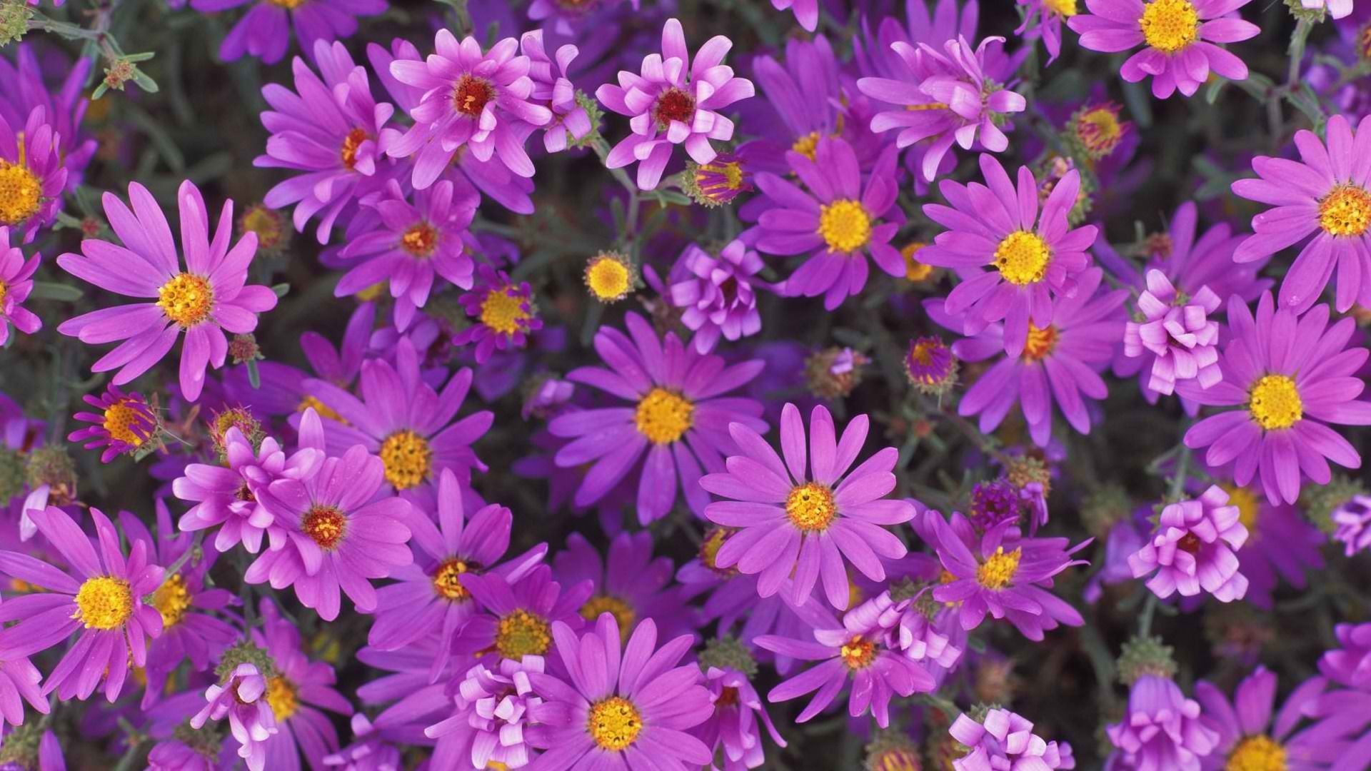 Download mobile wallpaper Nature, Flowers, Flower, Close Up, Earth, Daisy, Purple Flower for free.