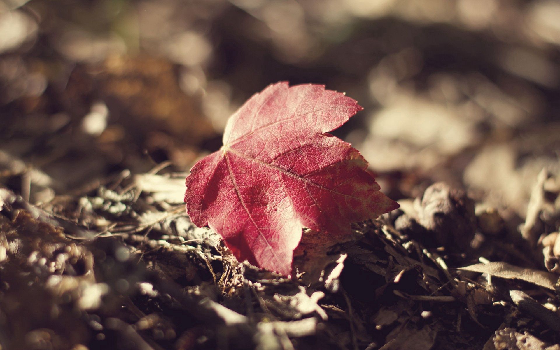 sheet, grass, autumn, macro, leaf, dry, fallen