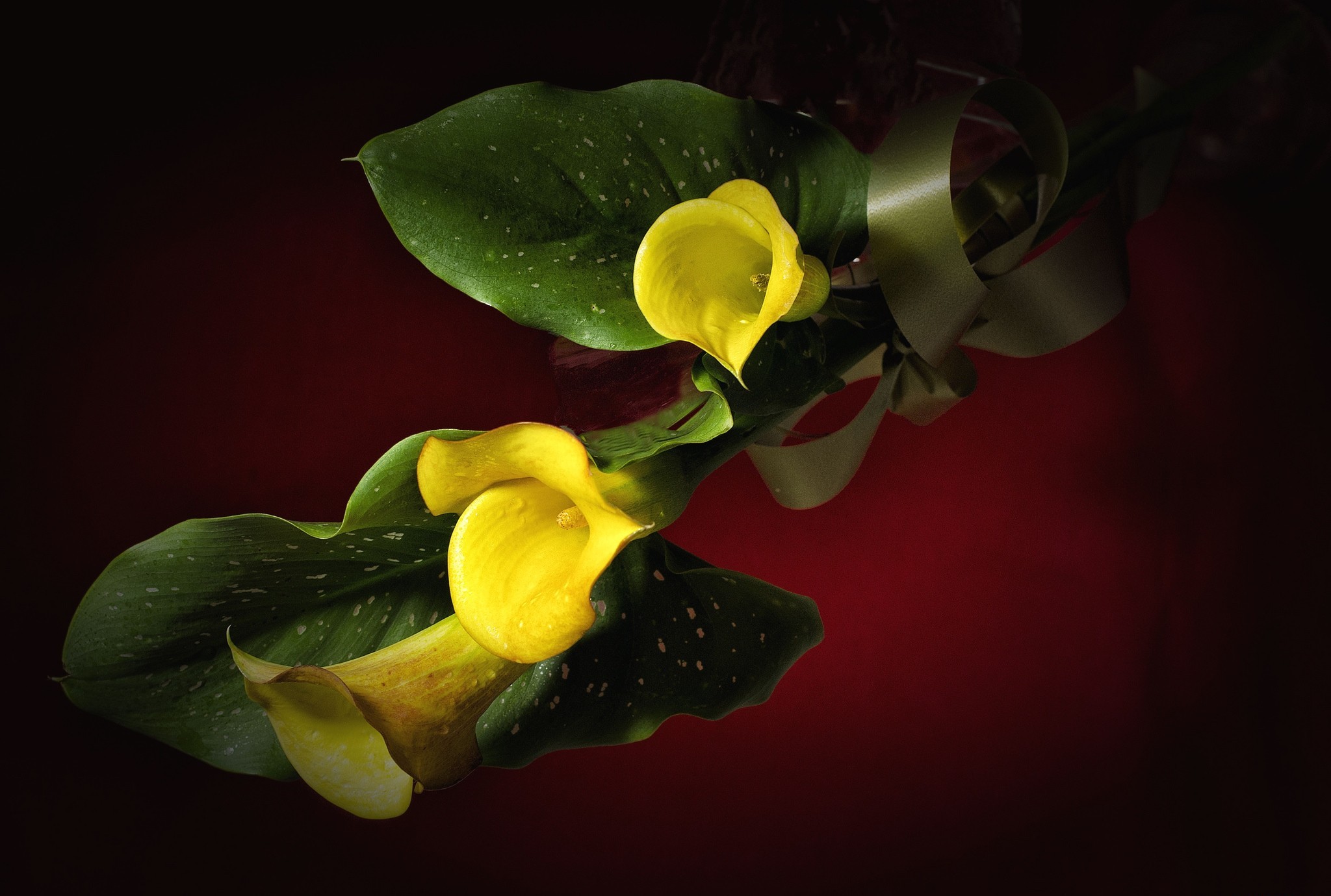 calla, calla lily, earth, flowers for android