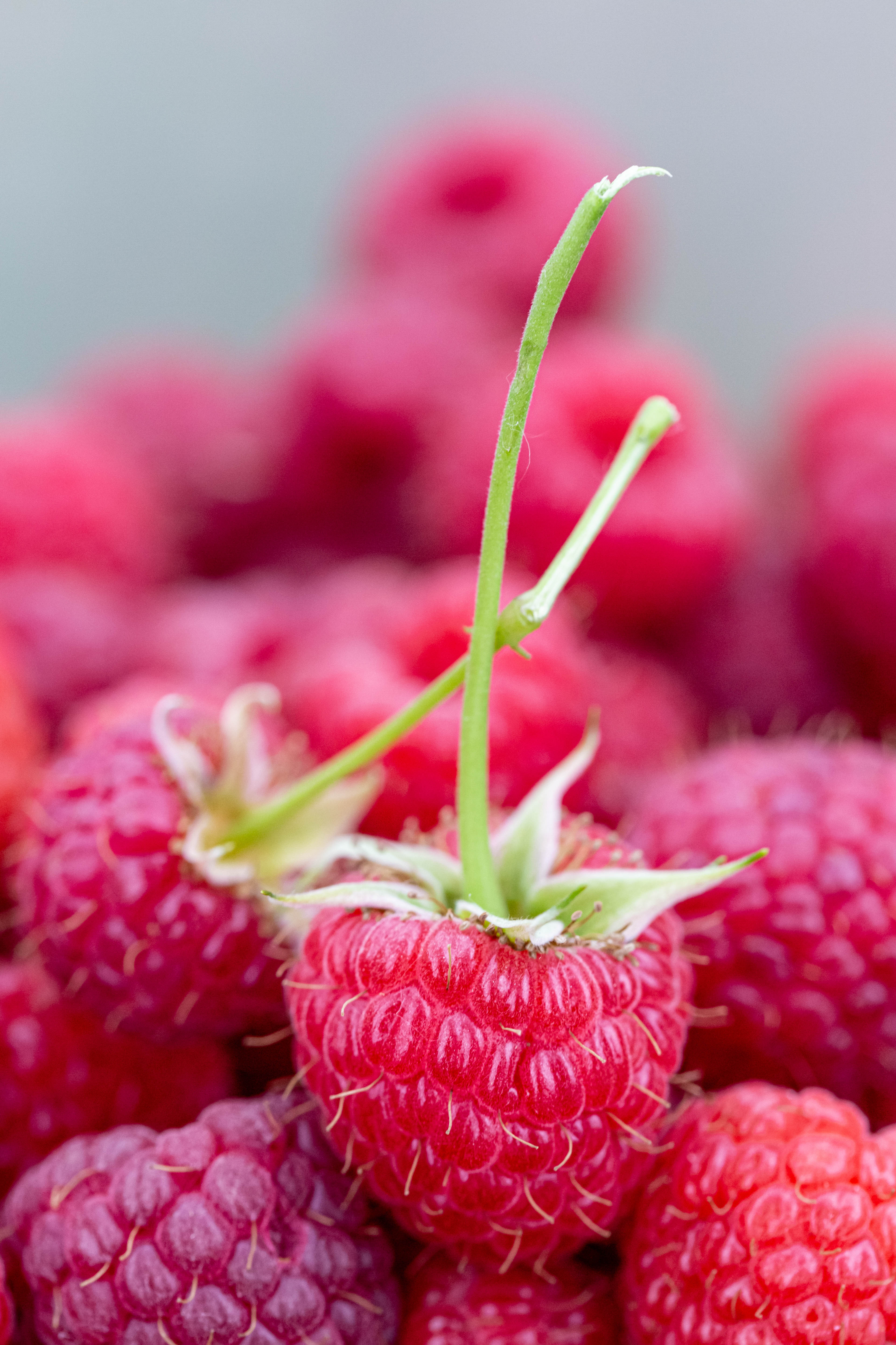 close-up, raspberry, juicy, berries Ripe HQ Background Images