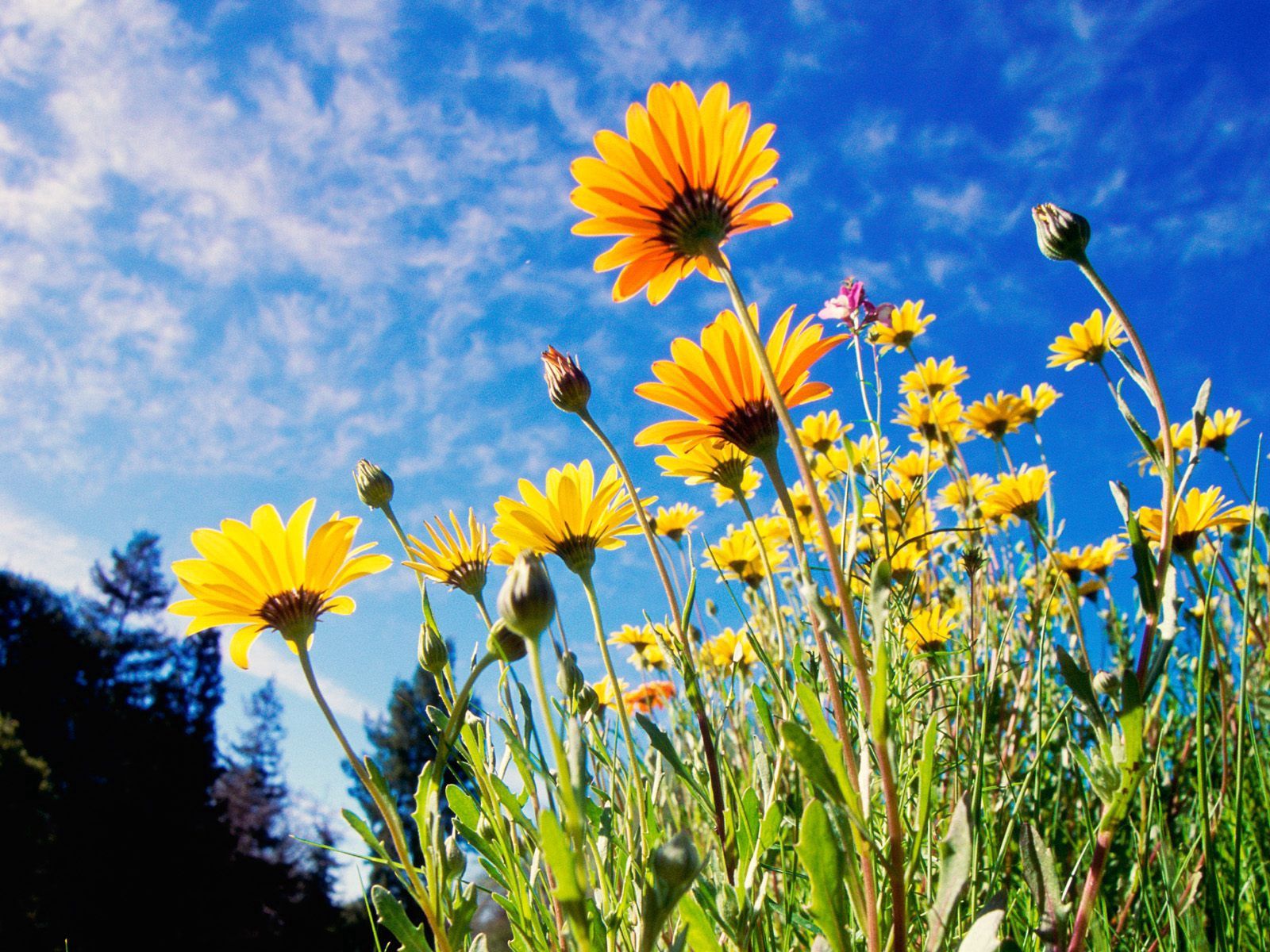 glade, grass, sky, polyana, yellow, sunny, flowers