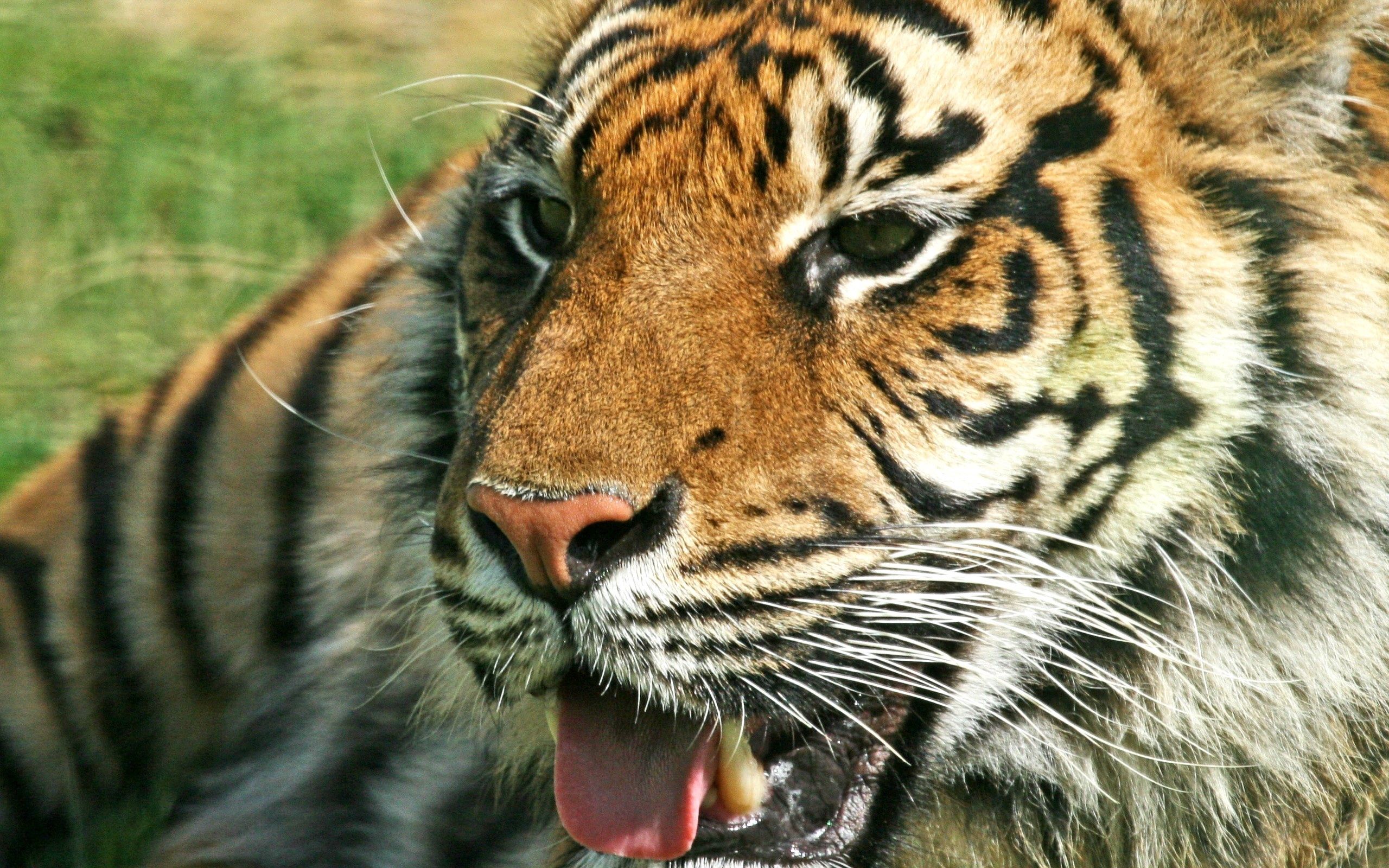144060 Hintergrundbilder und Tiger Bilder auf dem Desktop. Laden Sie grin, tiere, mund, predator Bildschirmschoner kostenlos auf den PC herunter