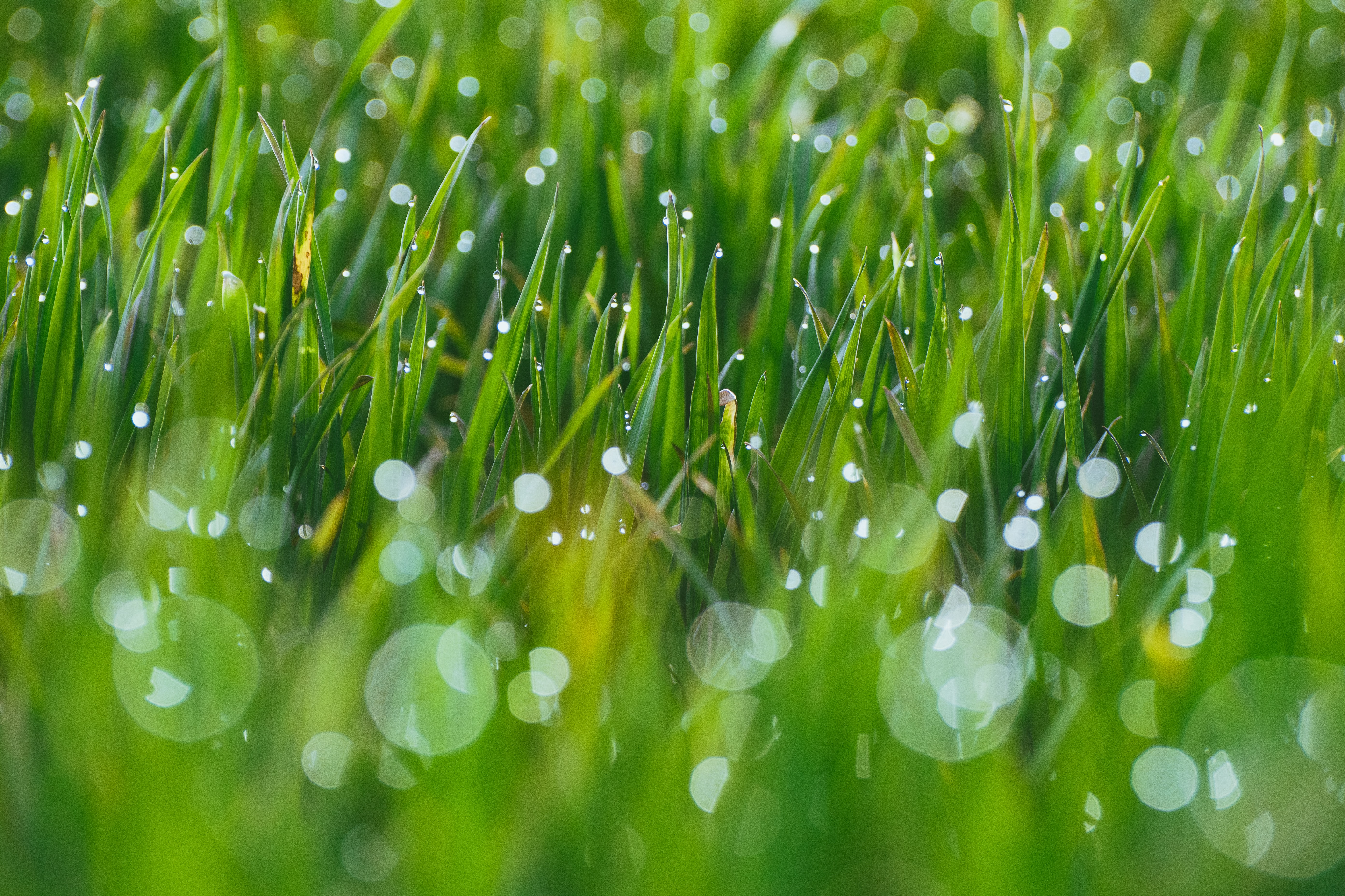 glare, blurred, fuzzy, grass Macro HQ Background Wallpapers