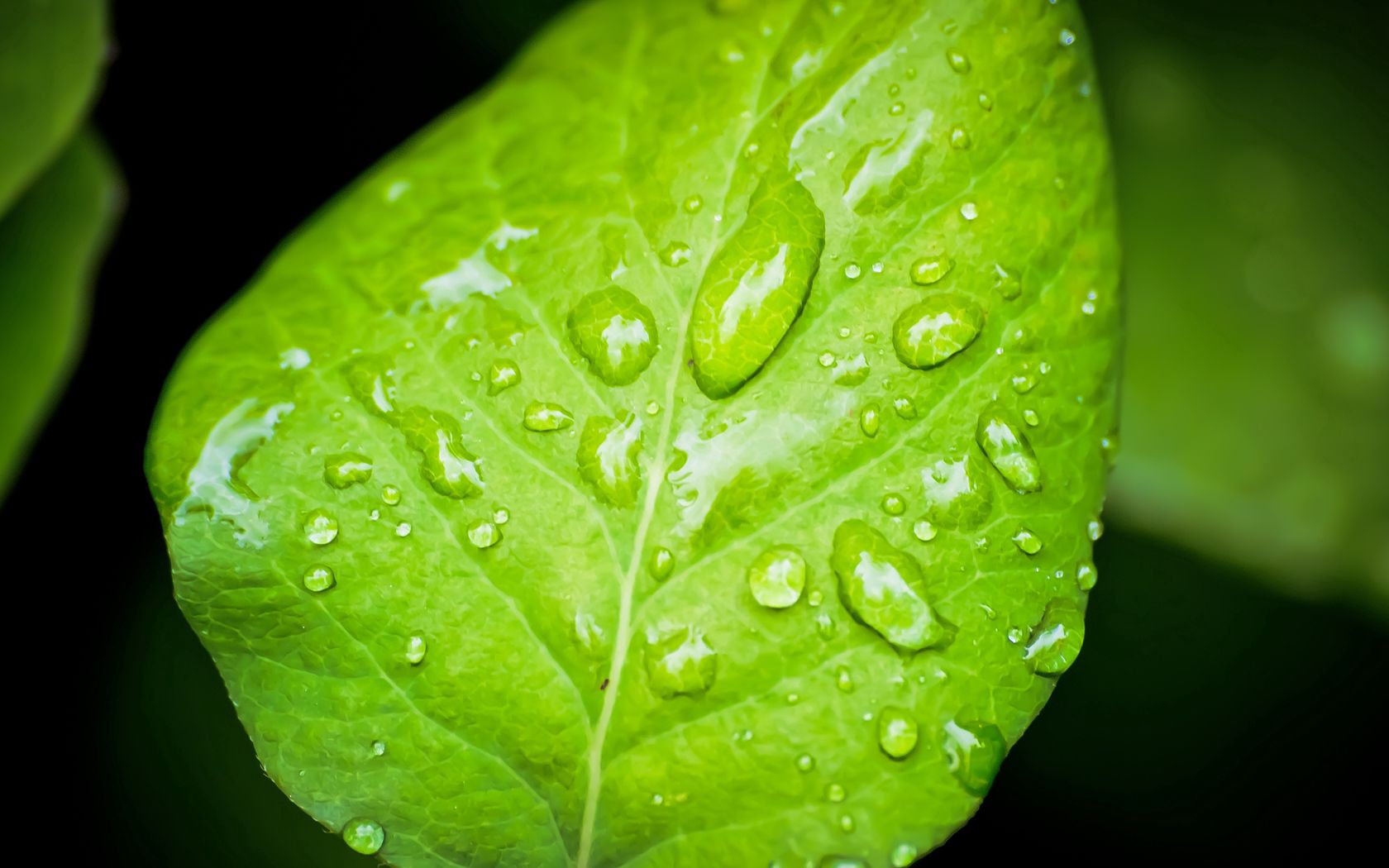 drops, macro, surface, sheet, leaf, dew