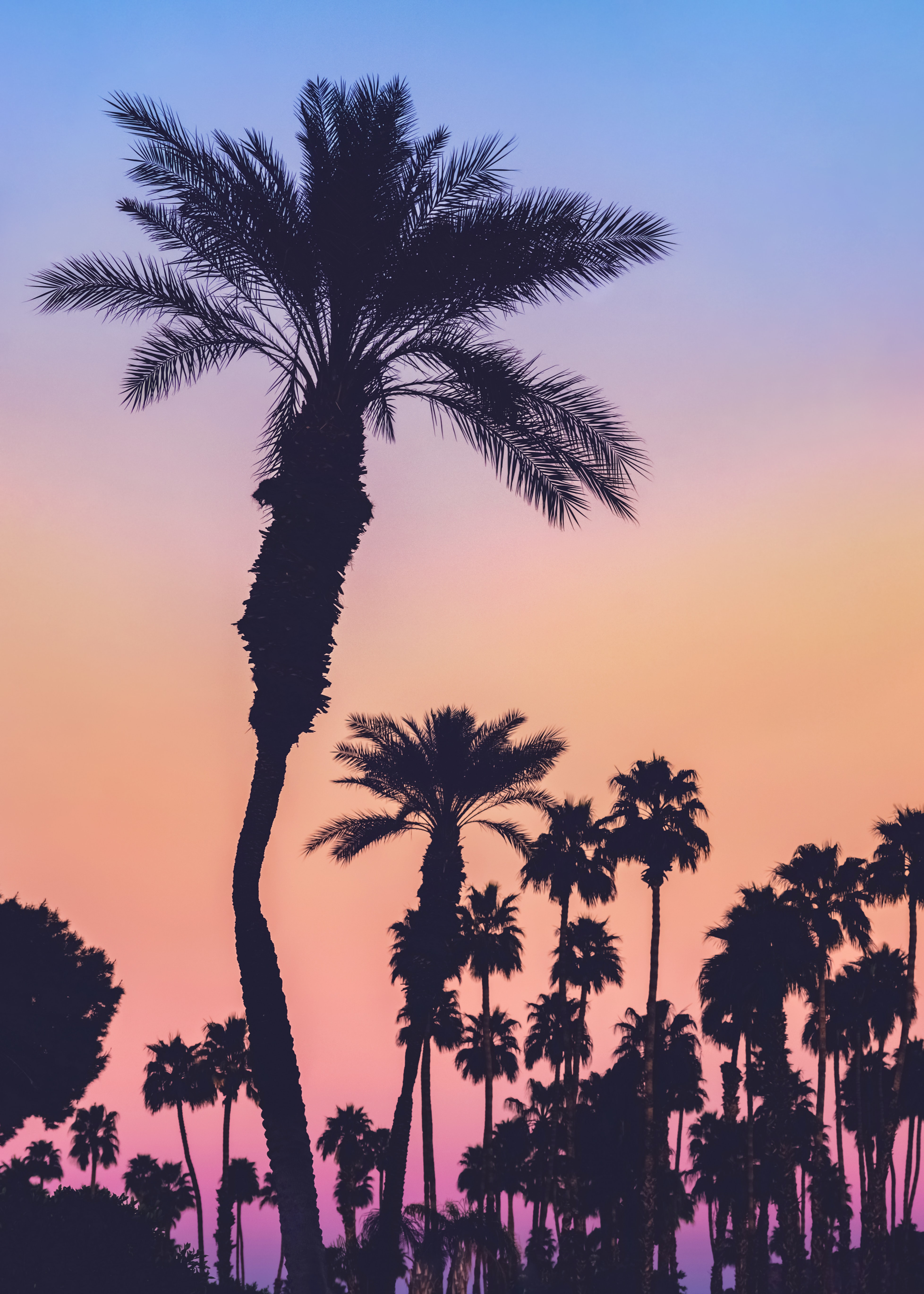 65737 Hintergrundbild herunterladen sunset, palms, dunkel, silhouetten, gradient, farbverlauf - Bildschirmschoner und Bilder kostenlos