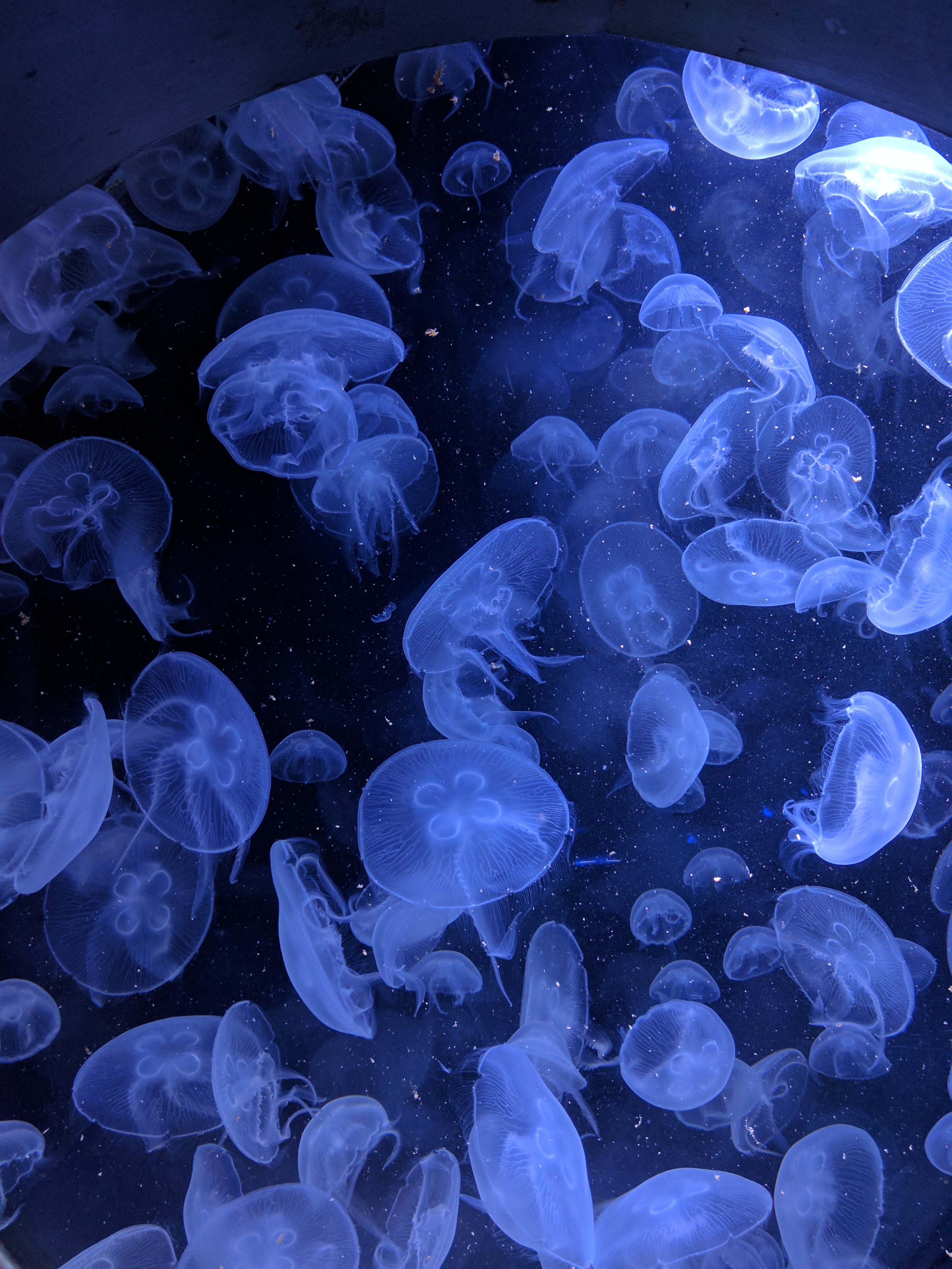 Handy-Wallpaper Unterwasserwelt, Tiere, Jellyfish, Schwimmen, Tiefe kostenlos herunterladen.