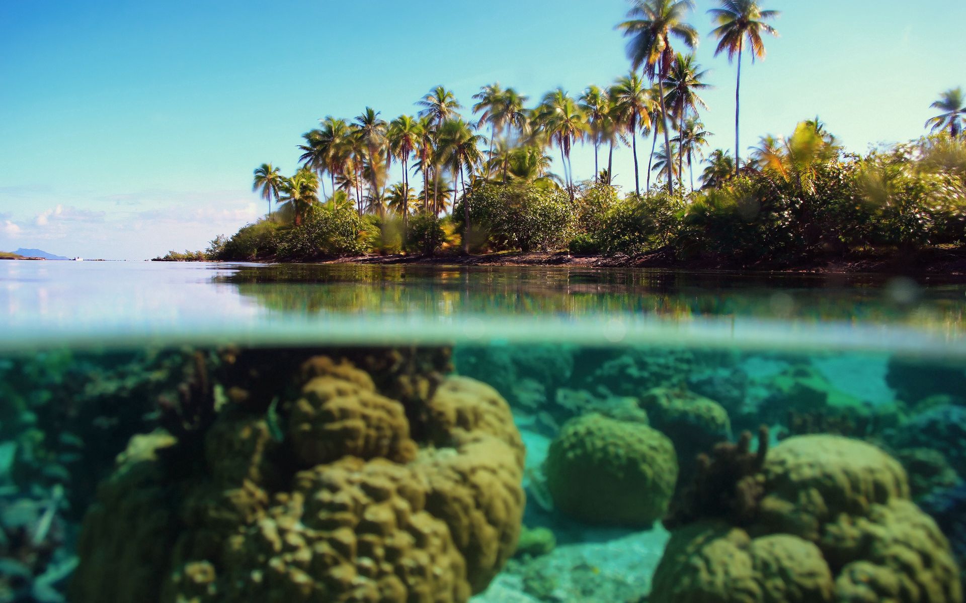 azure, palms, reefs, underwater HD Mobile