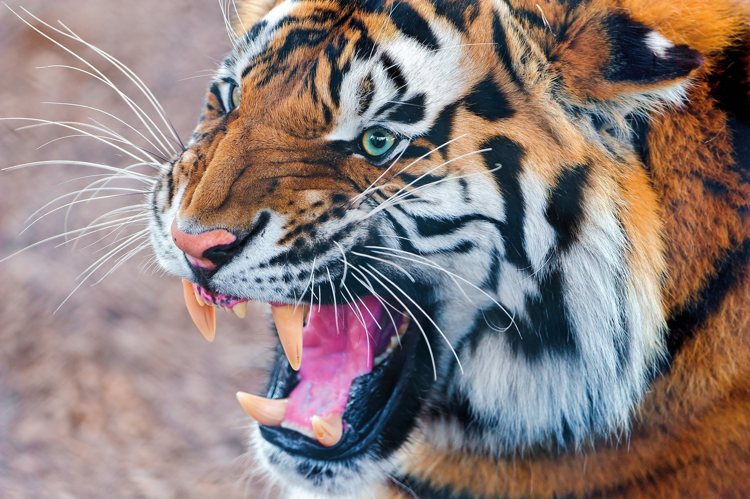 Smartphone Background tiger, animals, predator, muzzle