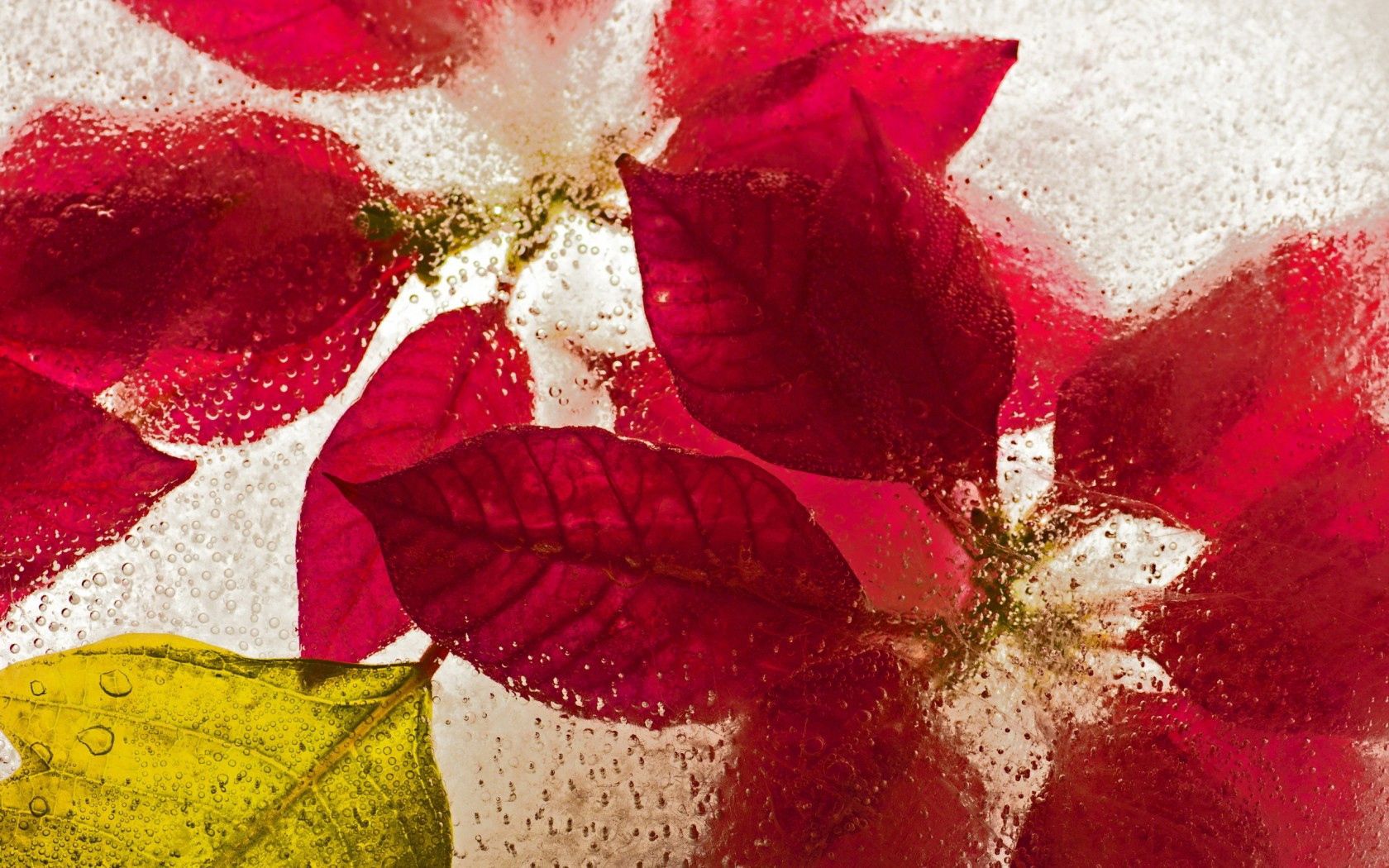 68695 download wallpaper flowers, ice, drops, macro screensavers and pictures for free
