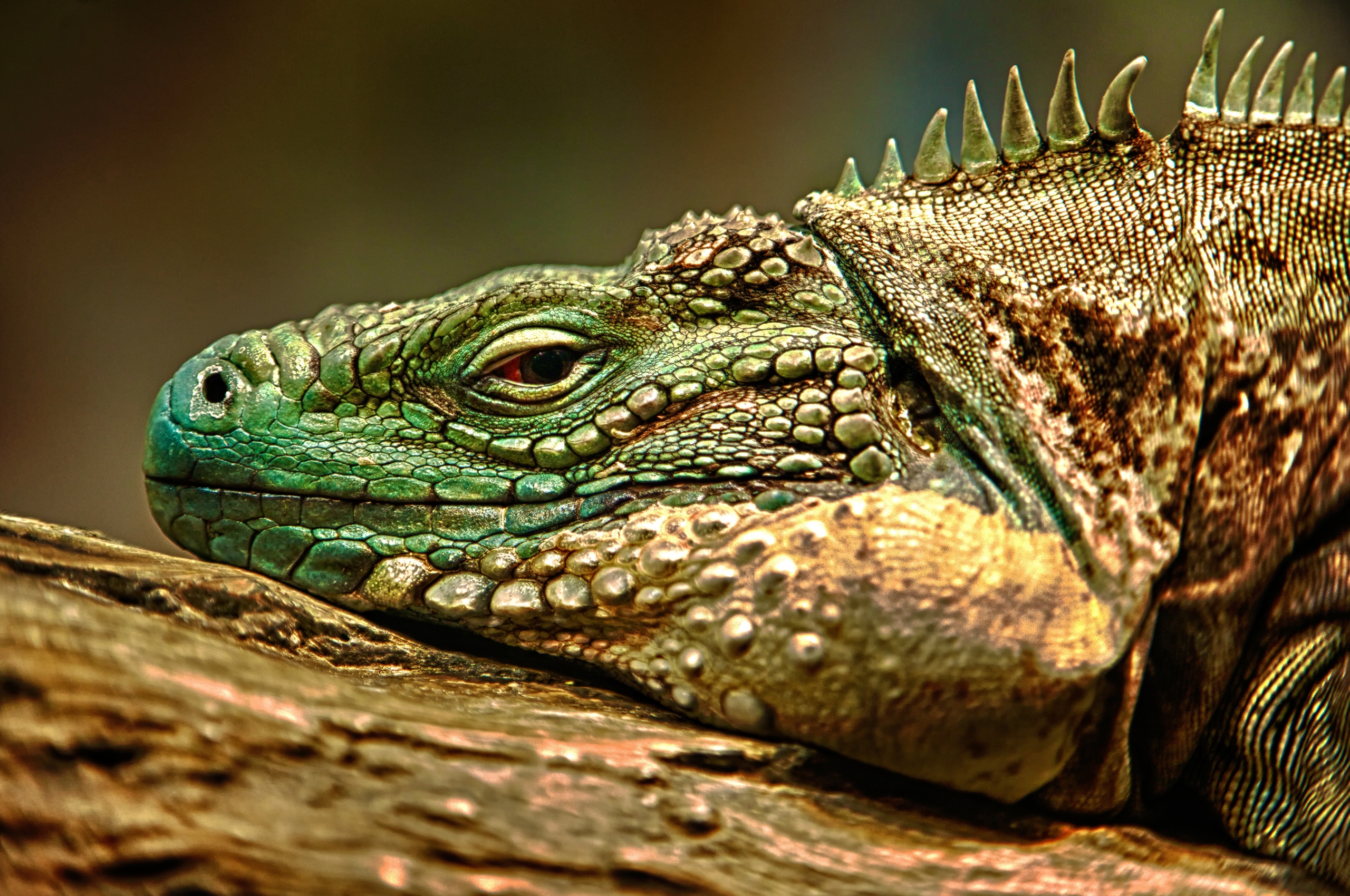 86910 Bildschirmschoner und Hintergrundbilder Leguan auf Ihrem Telefon. Laden Sie schnauze, reptile, reptil, farbe Bilder kostenlos herunter