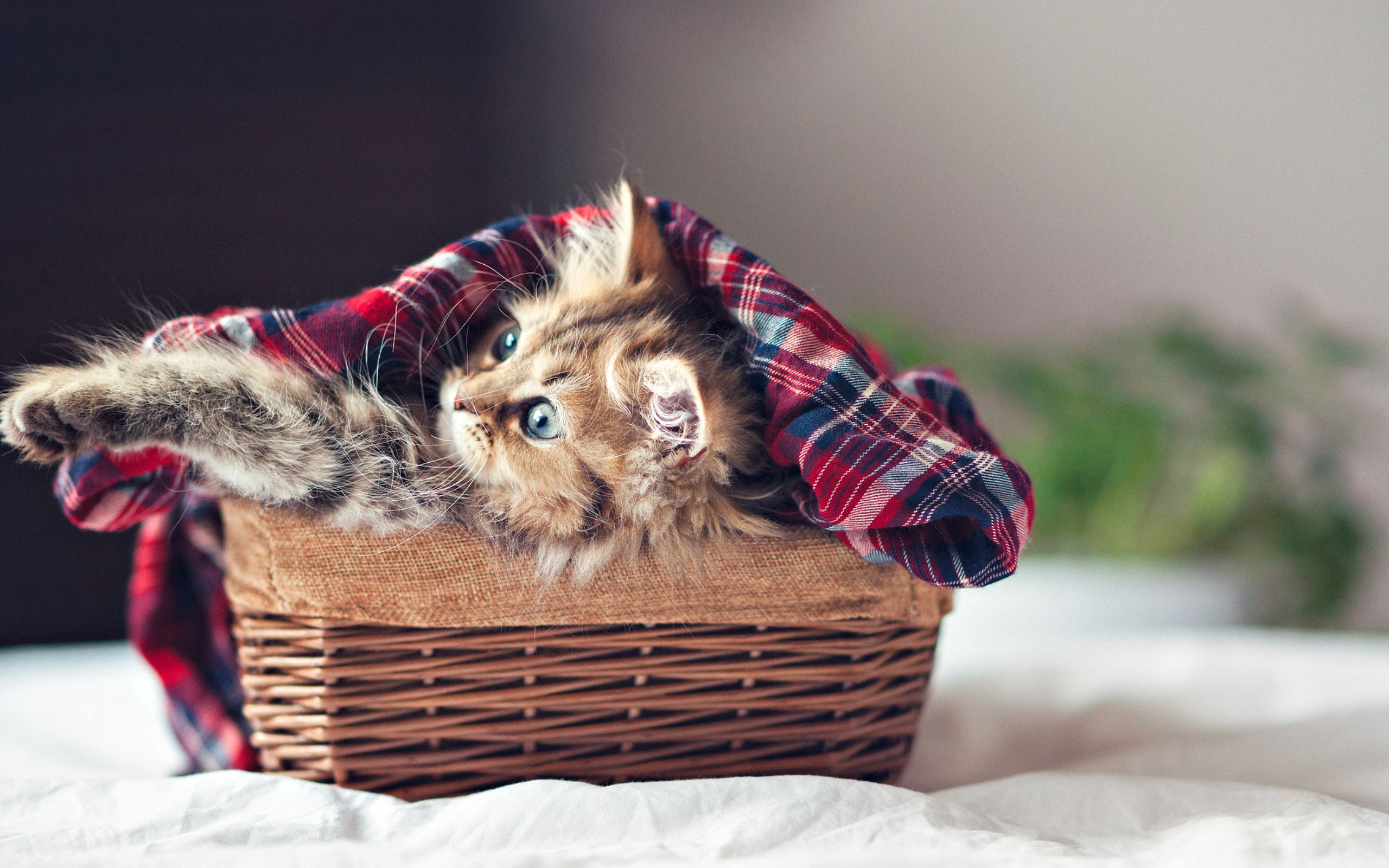 101834 3840x2160 PC pictures for free, download kitten, kitty, plaid, fluffy 3840x2160 wallpapers on your desktop