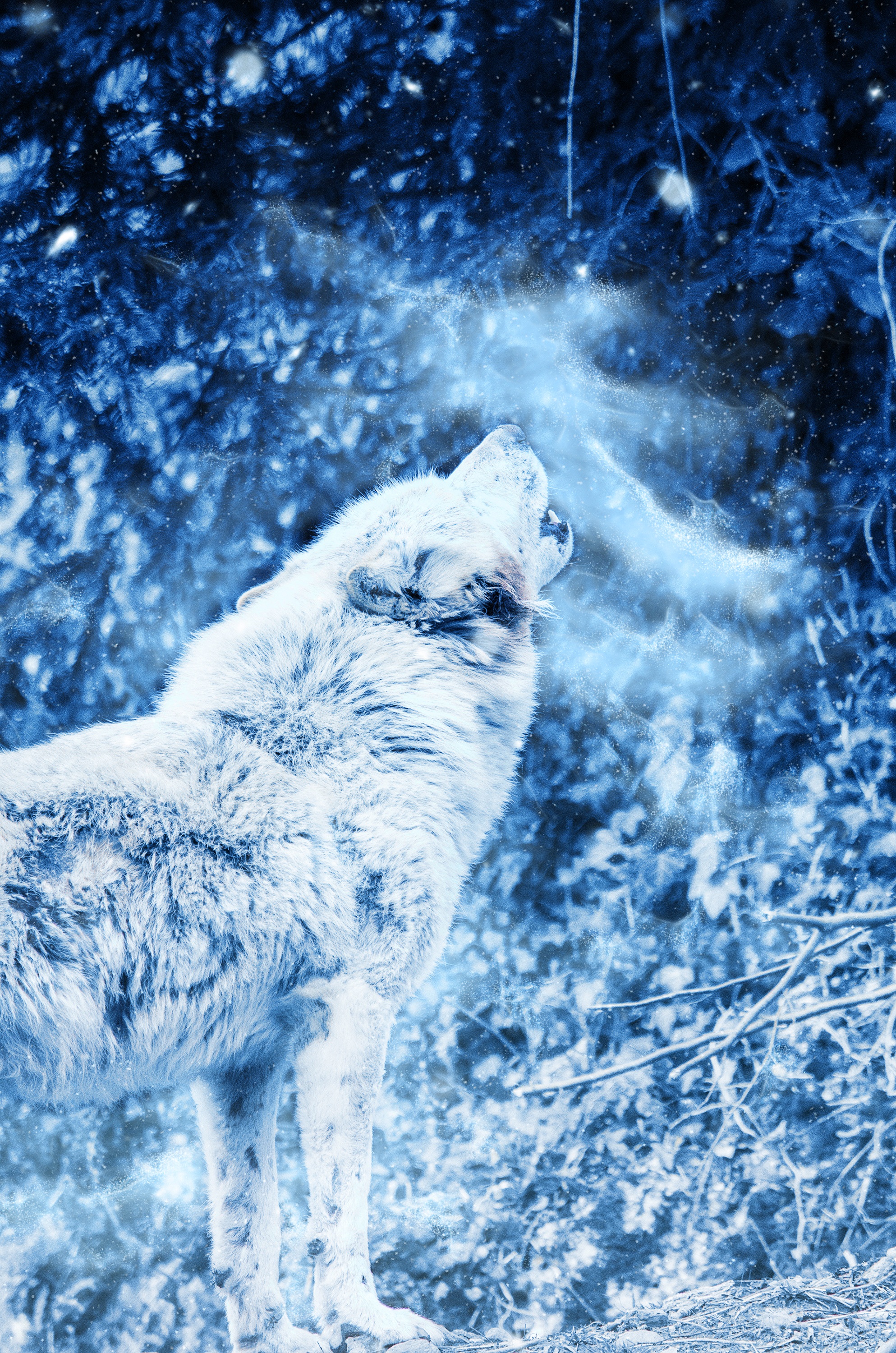 78312 Hintergrundbild herunterladen wolf, tiere, nebel, raubtier, predator, einsamkeit, heulen - Bildschirmschoner und Bilder kostenlos