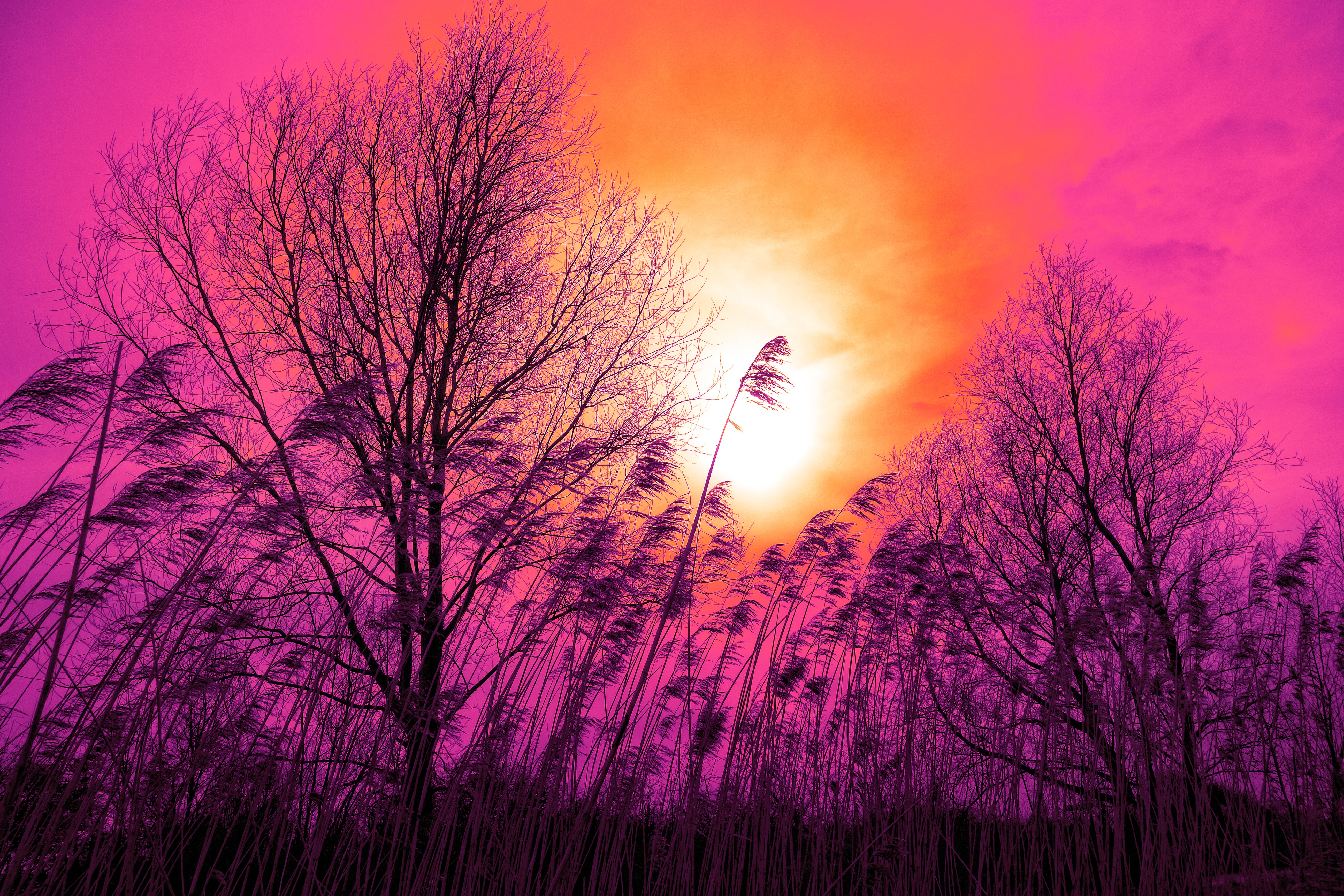 sunset, nature, trees, grass, sky, cane, reed
