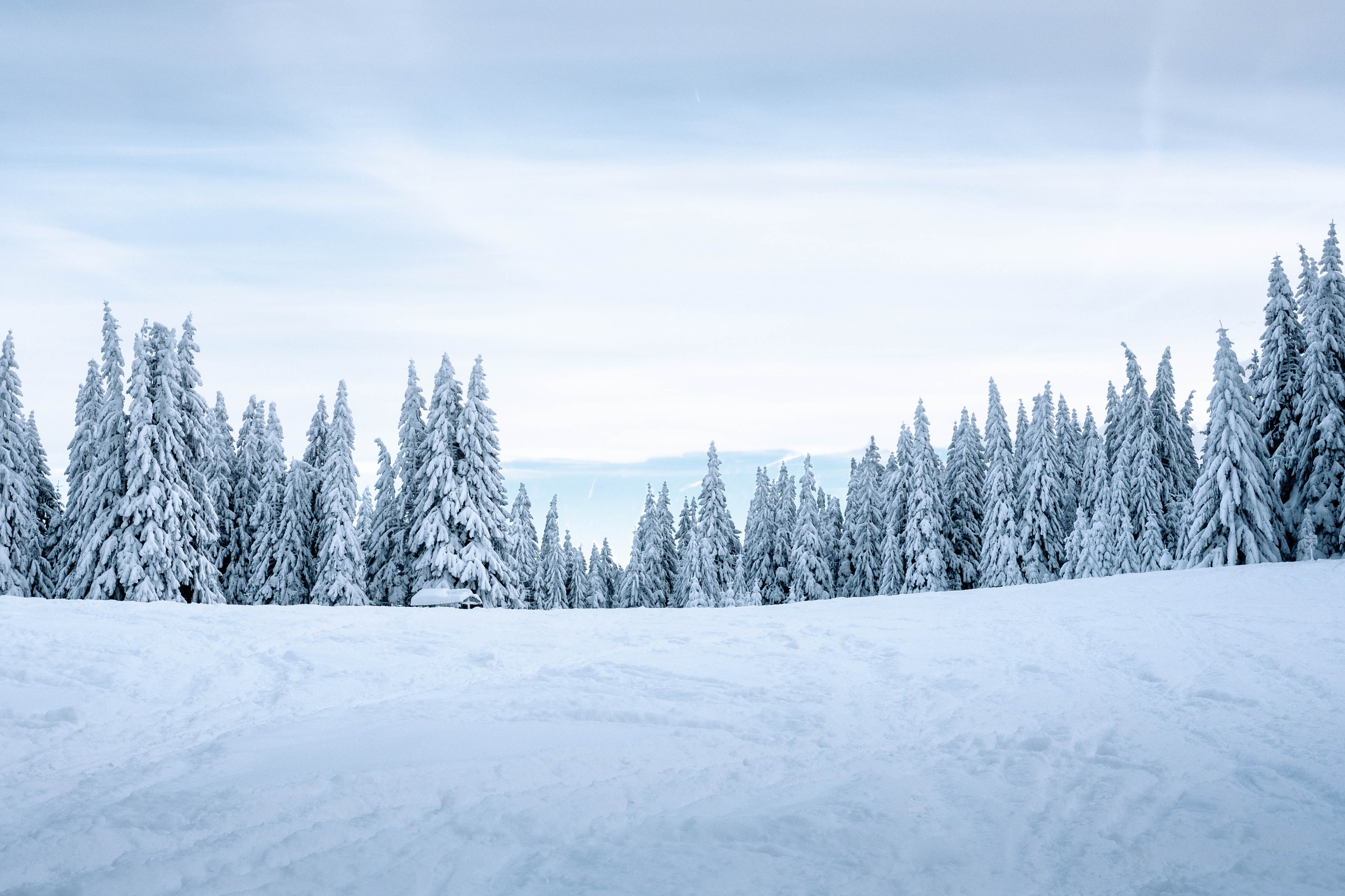 141170 Hintergrundbild herunterladen winter, natur, bäume, schnee, schneebedeckt, snowbound, winterlandschaft - Bildschirmschoner und Bilder kostenlos