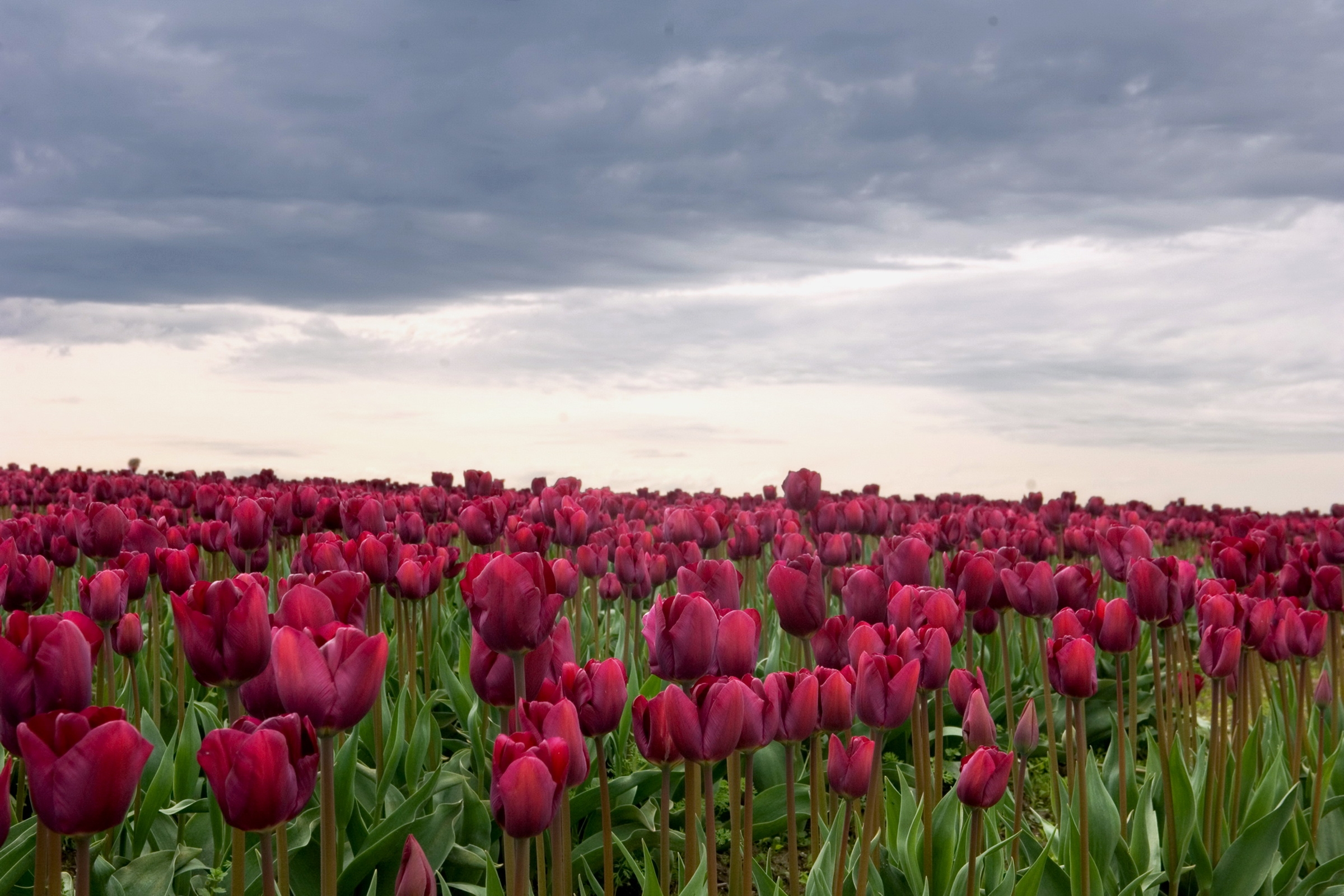 Cool Backgrounds mainly cloudy, overcast, flowers, tulips Field