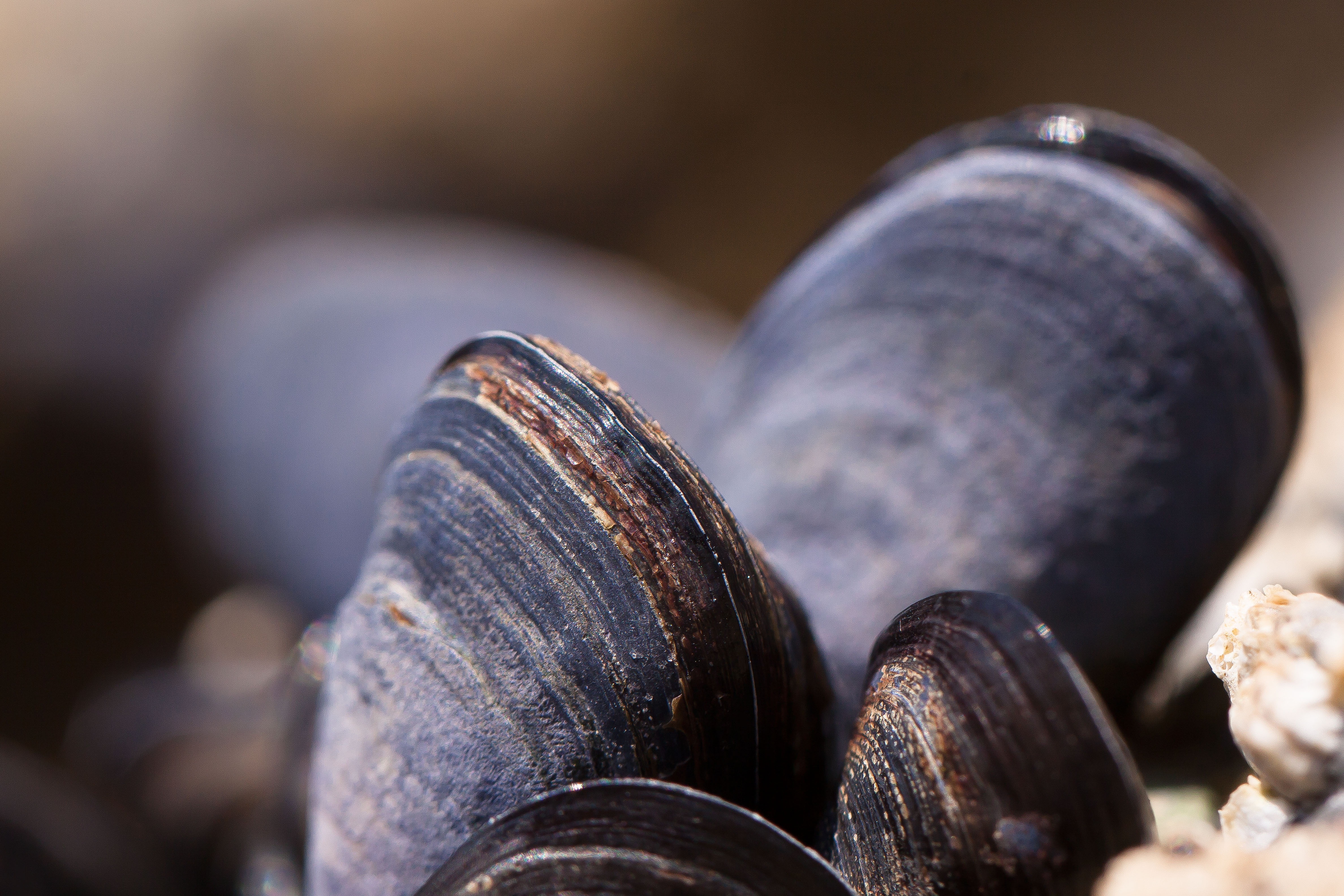 Free HD macro, shell, carapace, mussels, molluscs, clams